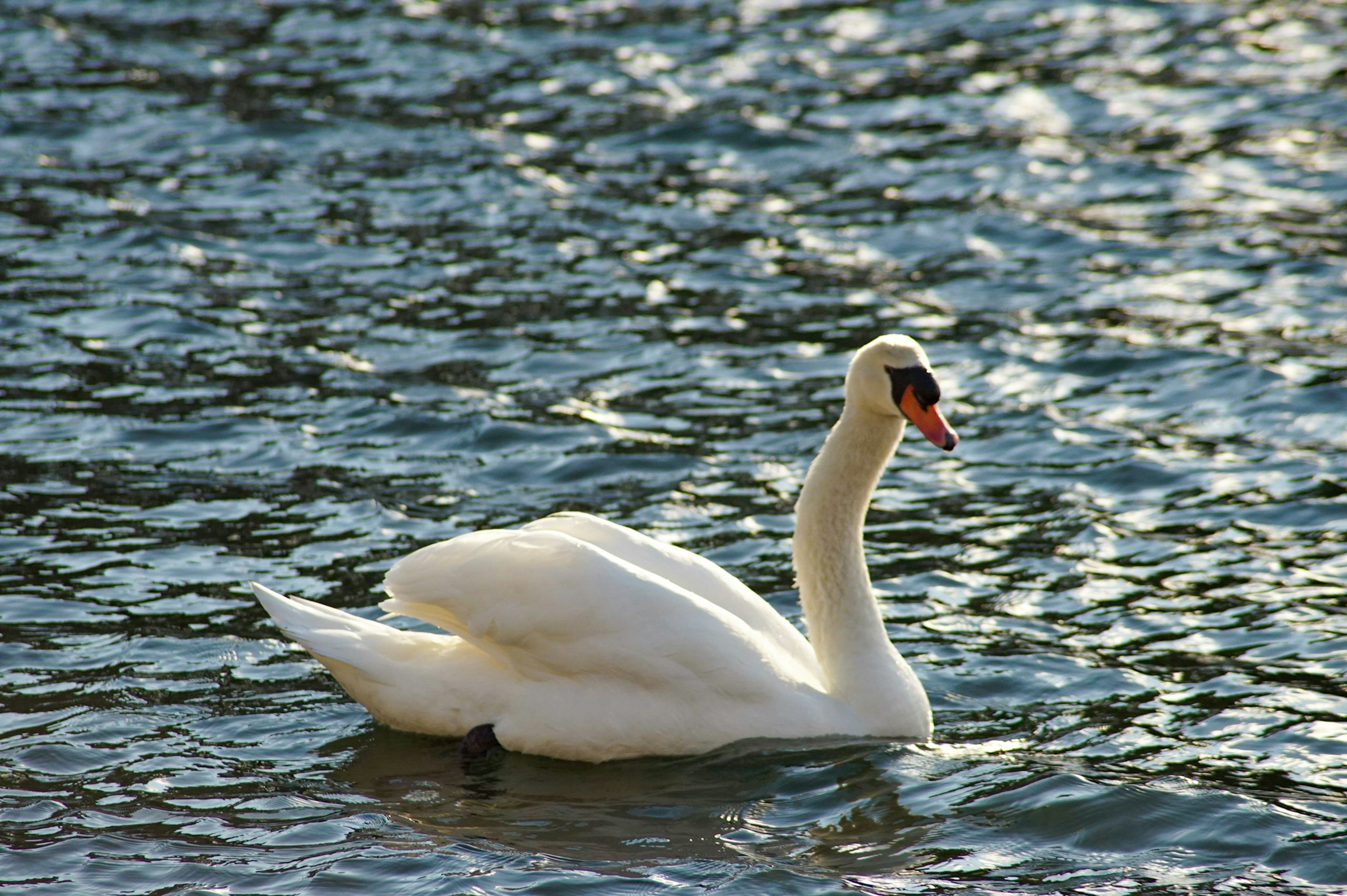 A beautiful swan gracefully swimming on the water