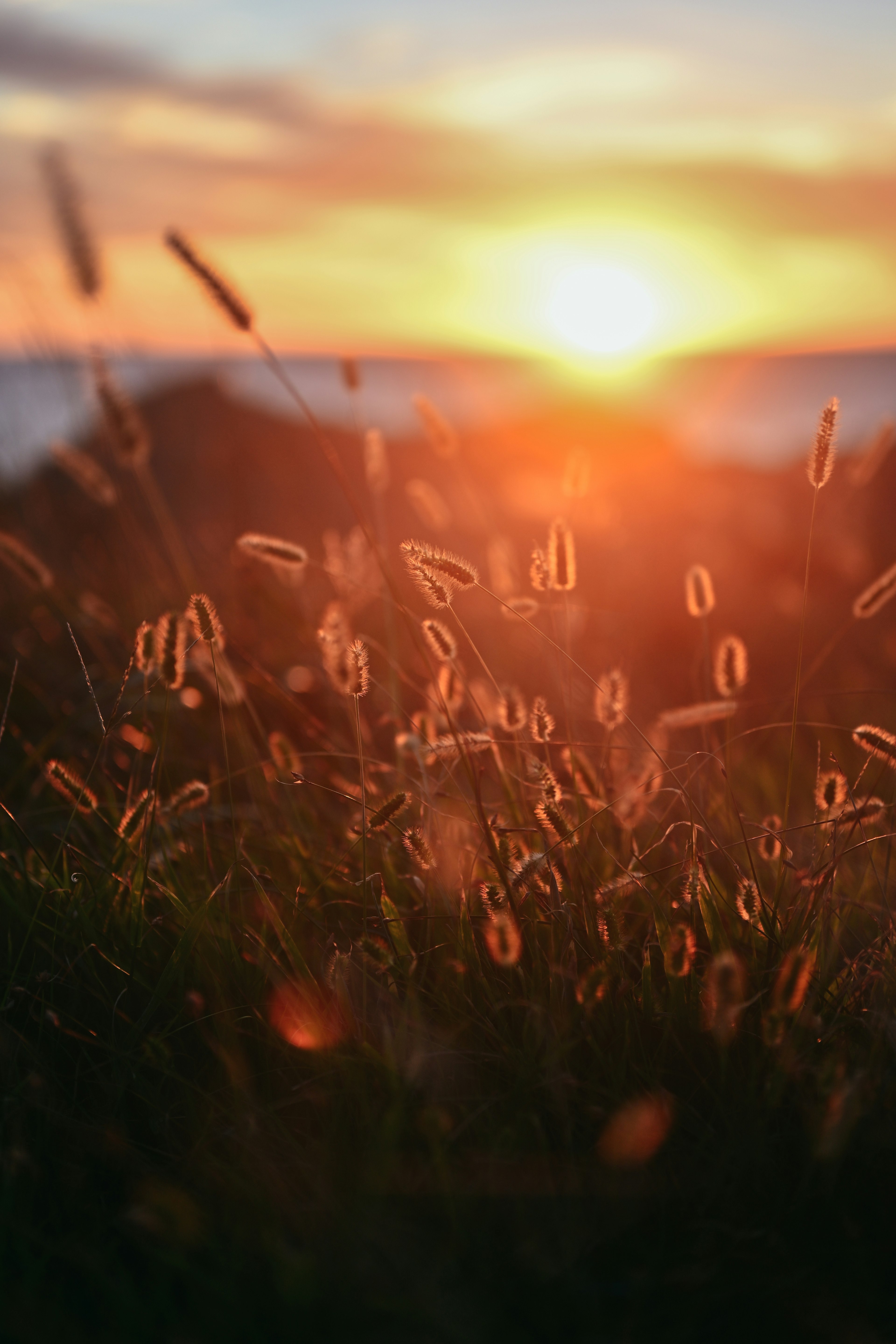 Gros plan sur de l'herbe avec le coucher de soleil sur la mer en arrière-plan