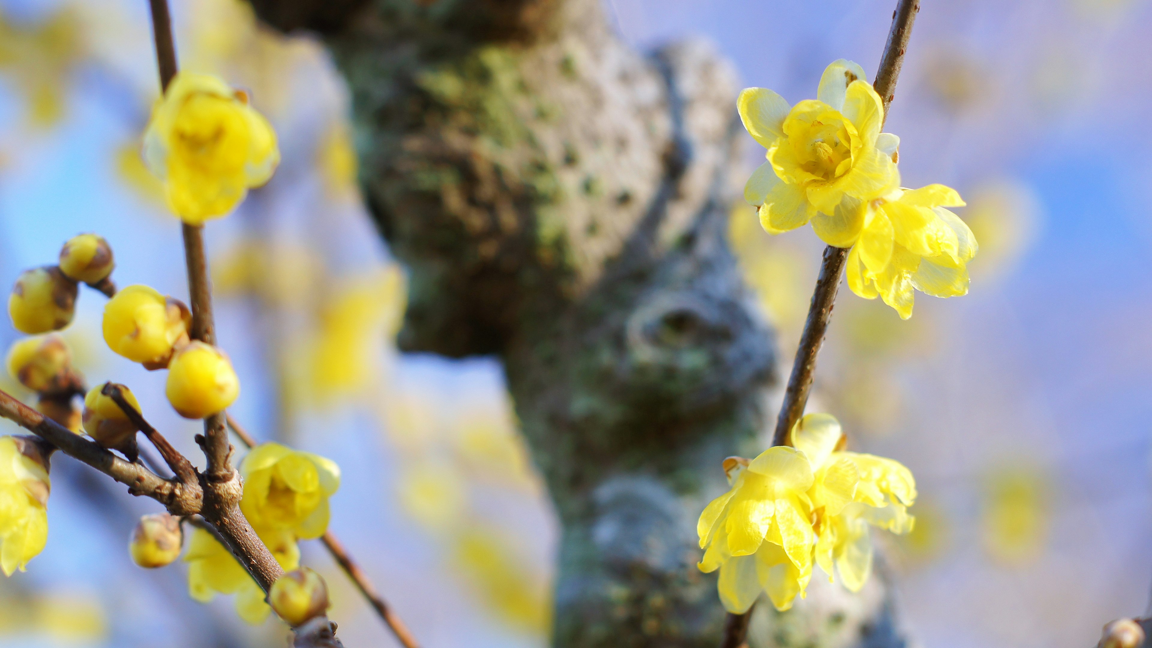 黄色い花が咲く枝に焦点を当てた画像