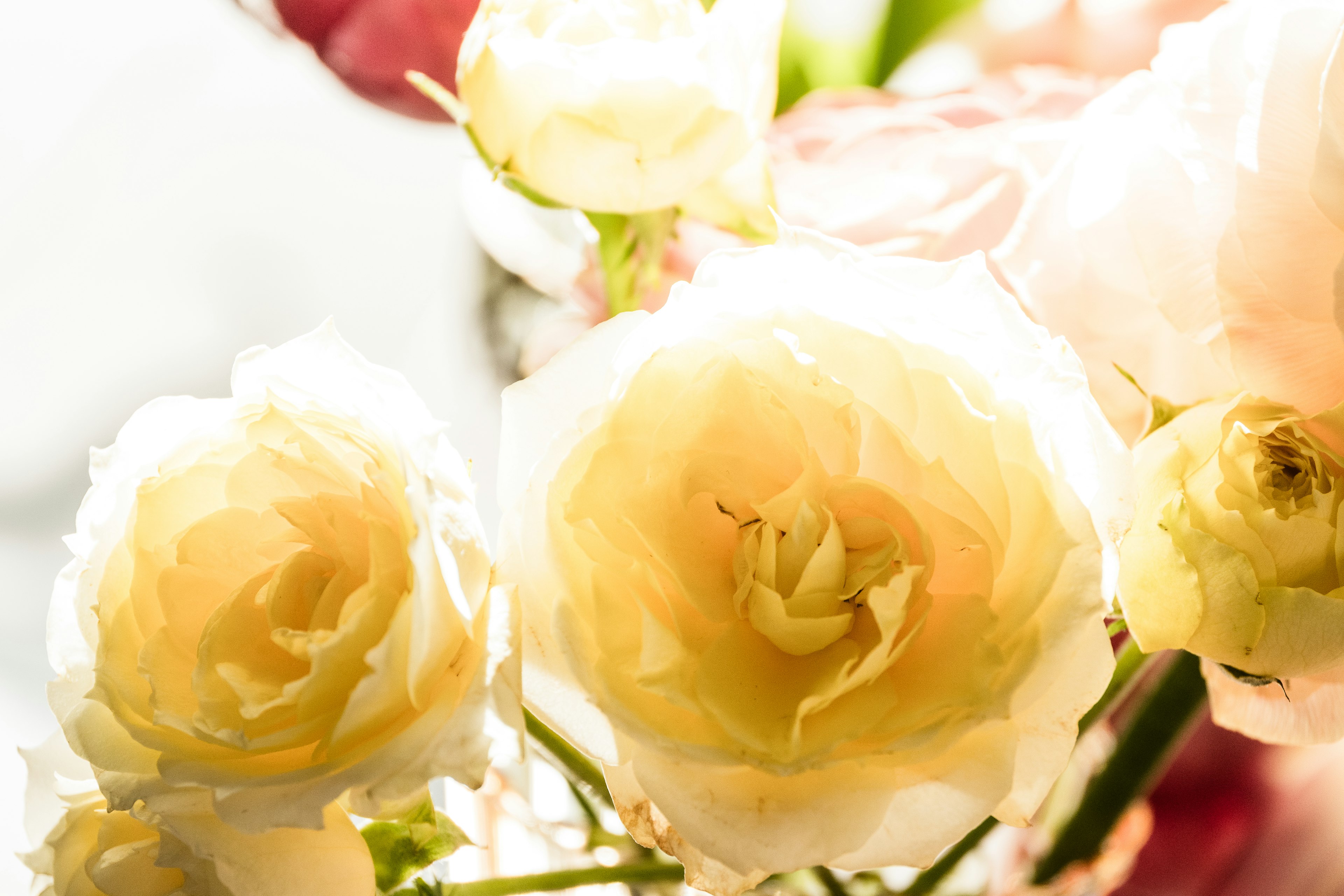 Close-up of pale yellow roses with soft petals illuminated by gentle light