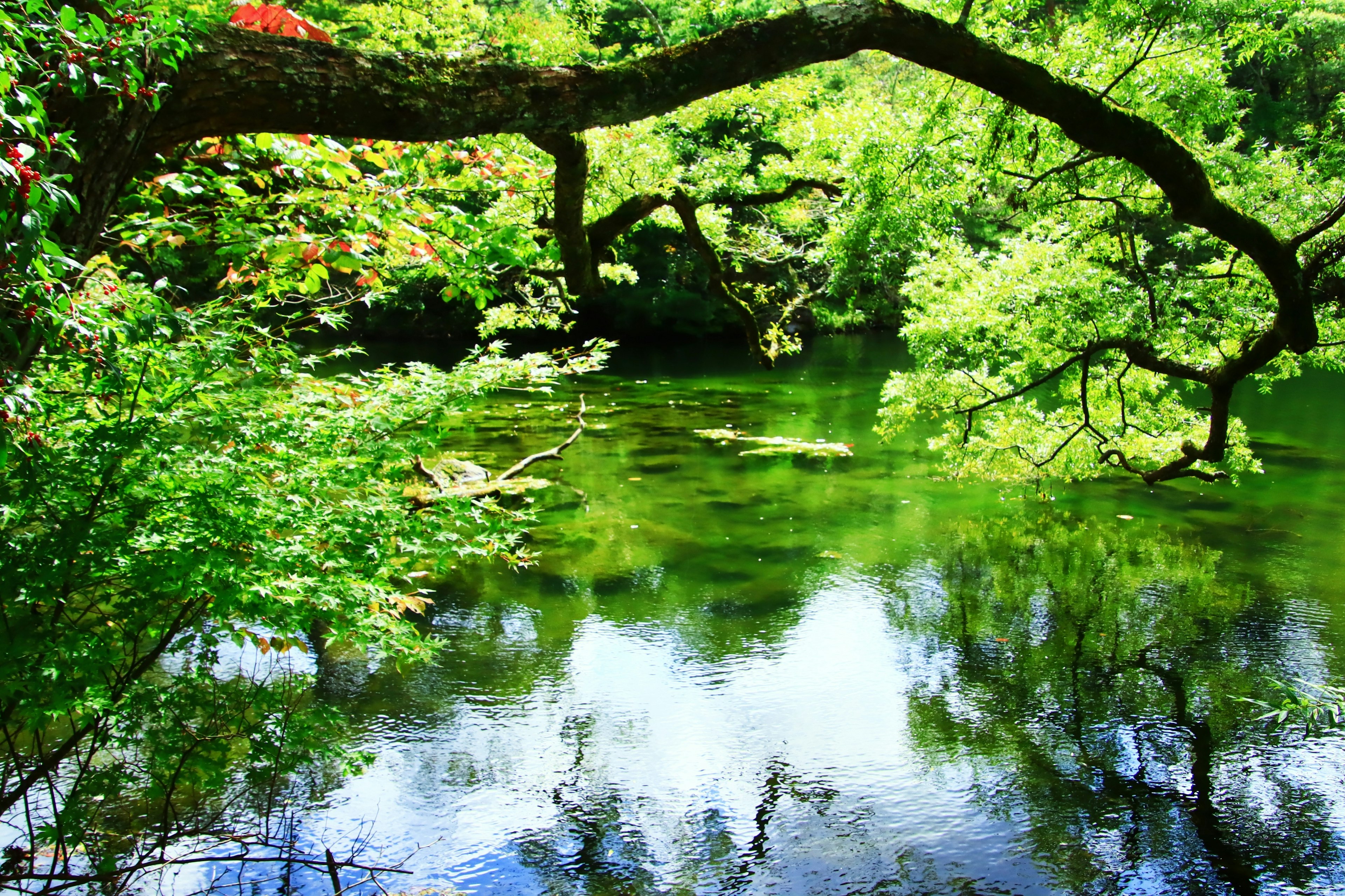 Vegetación exuberante rodeando un estanque sereno con reflejos de árboles en la superficie del agua