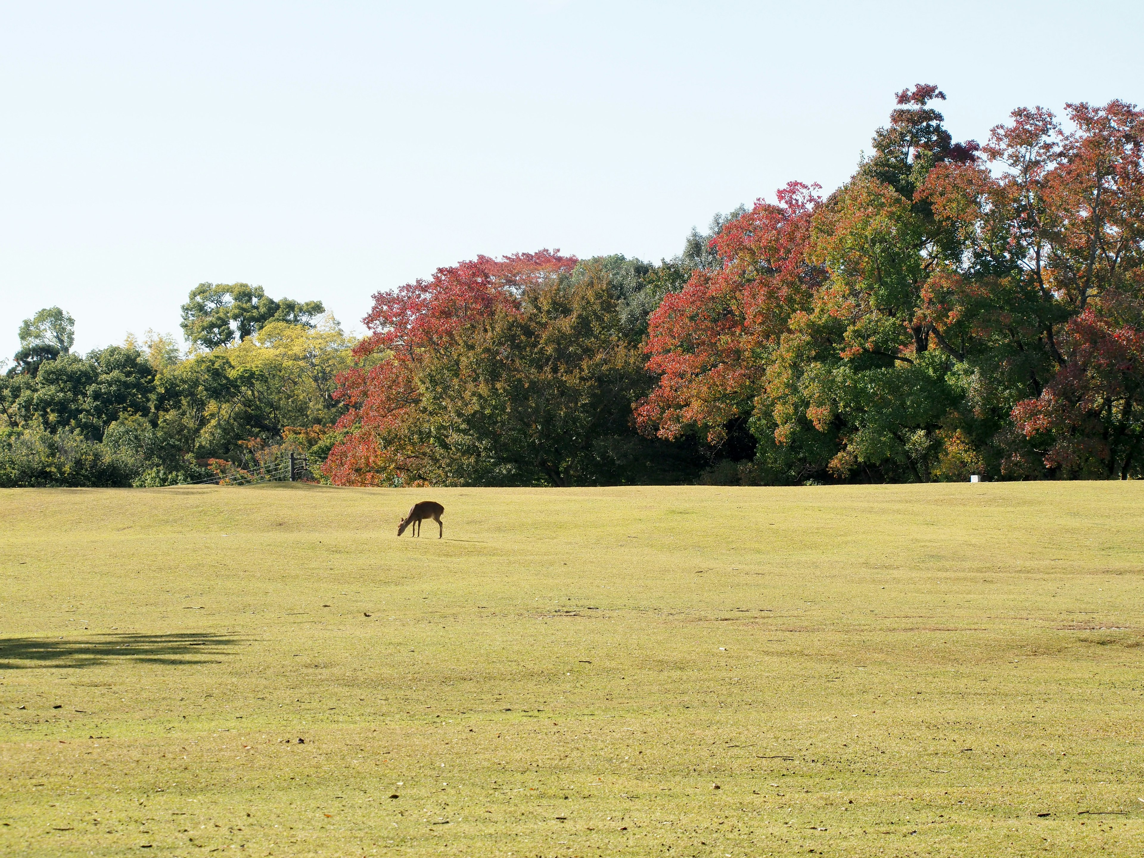 A deer grazing in a vast meadow with colorful autumn trees