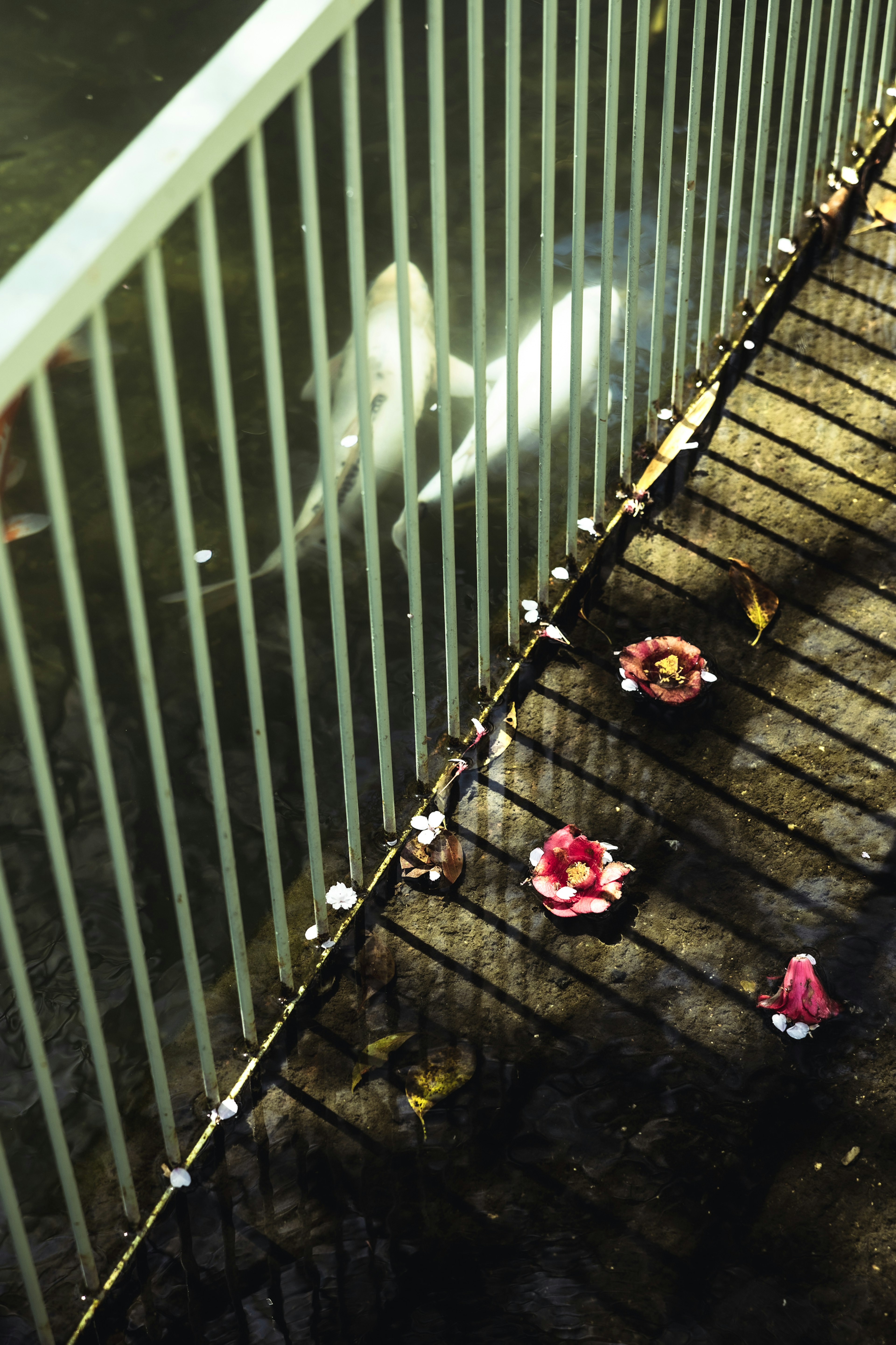 Fish swimming underwater with scattered cherry blossoms on wooden floor