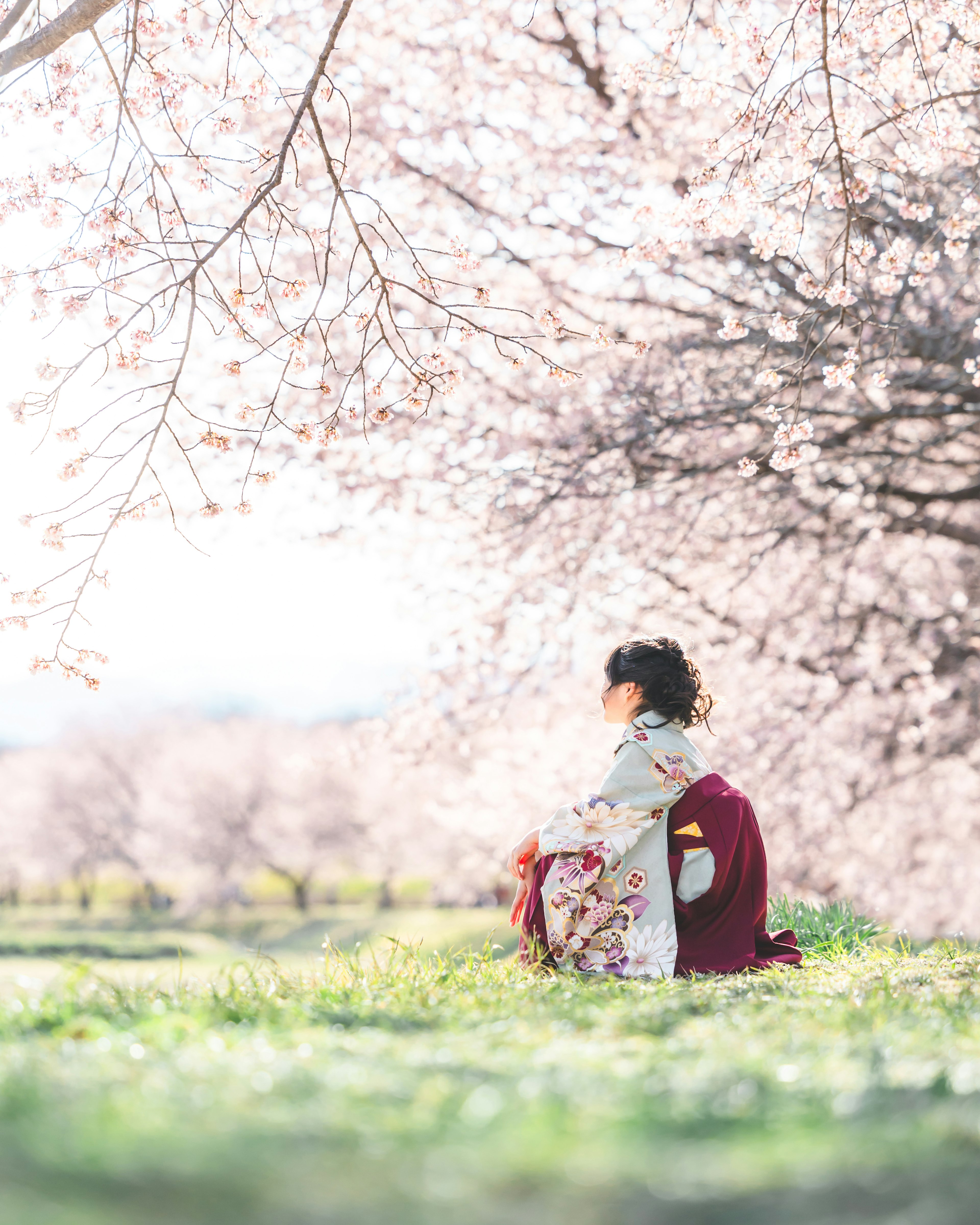 Gadis berpakaian kimono duduk di bawah pohon sakura