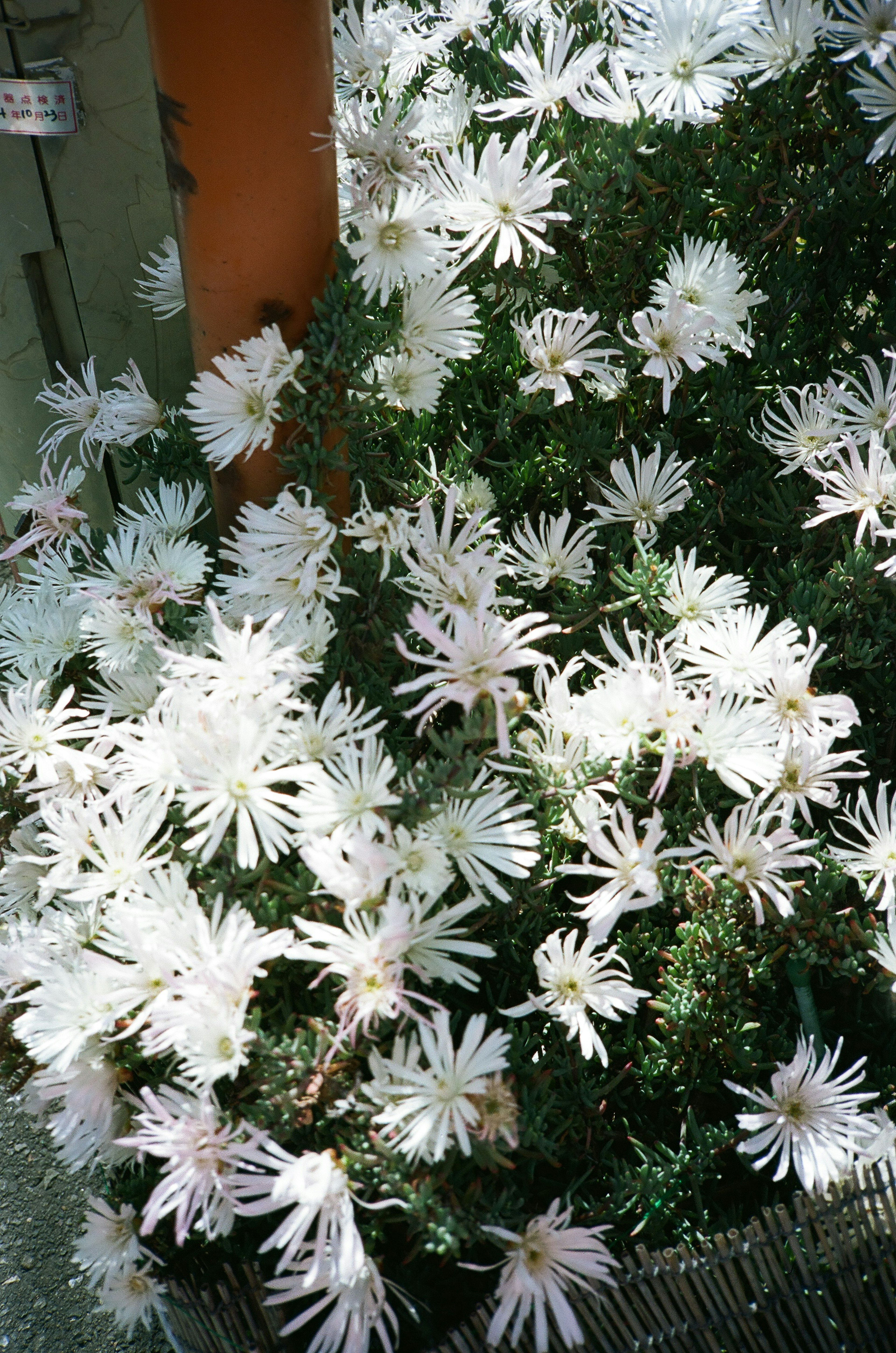 白い花が咲き乱れる緑の植物の群生