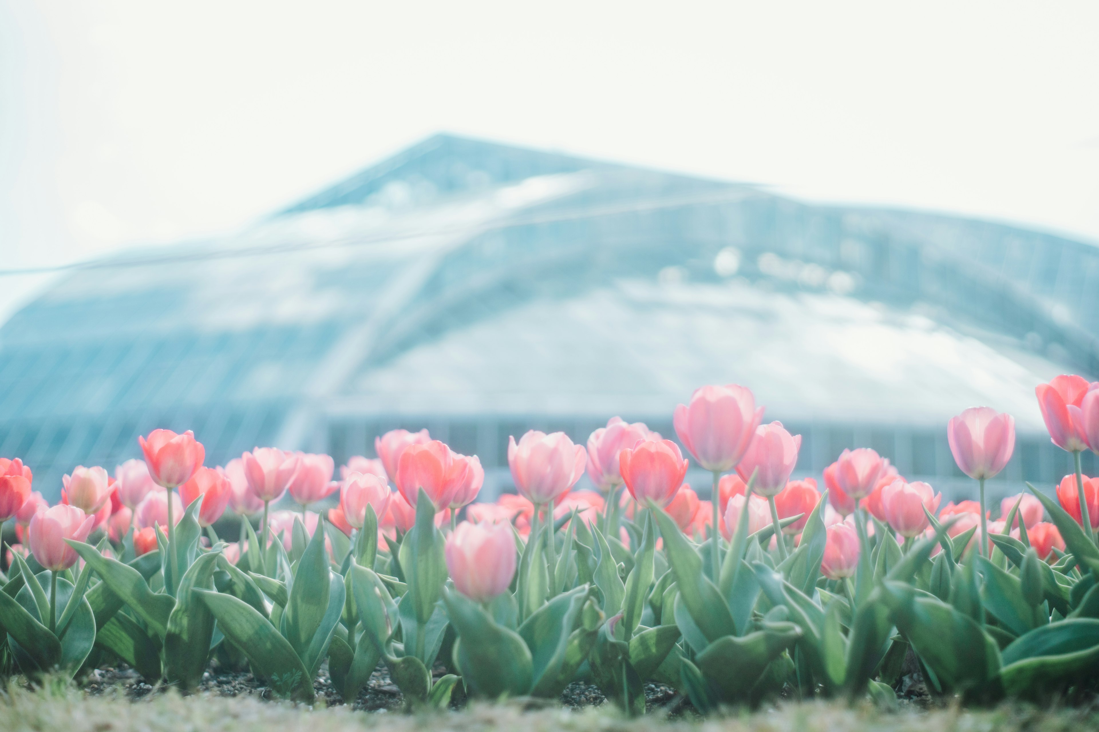 Colorful tulips blooming in the foreground with a large greenhouse in the background