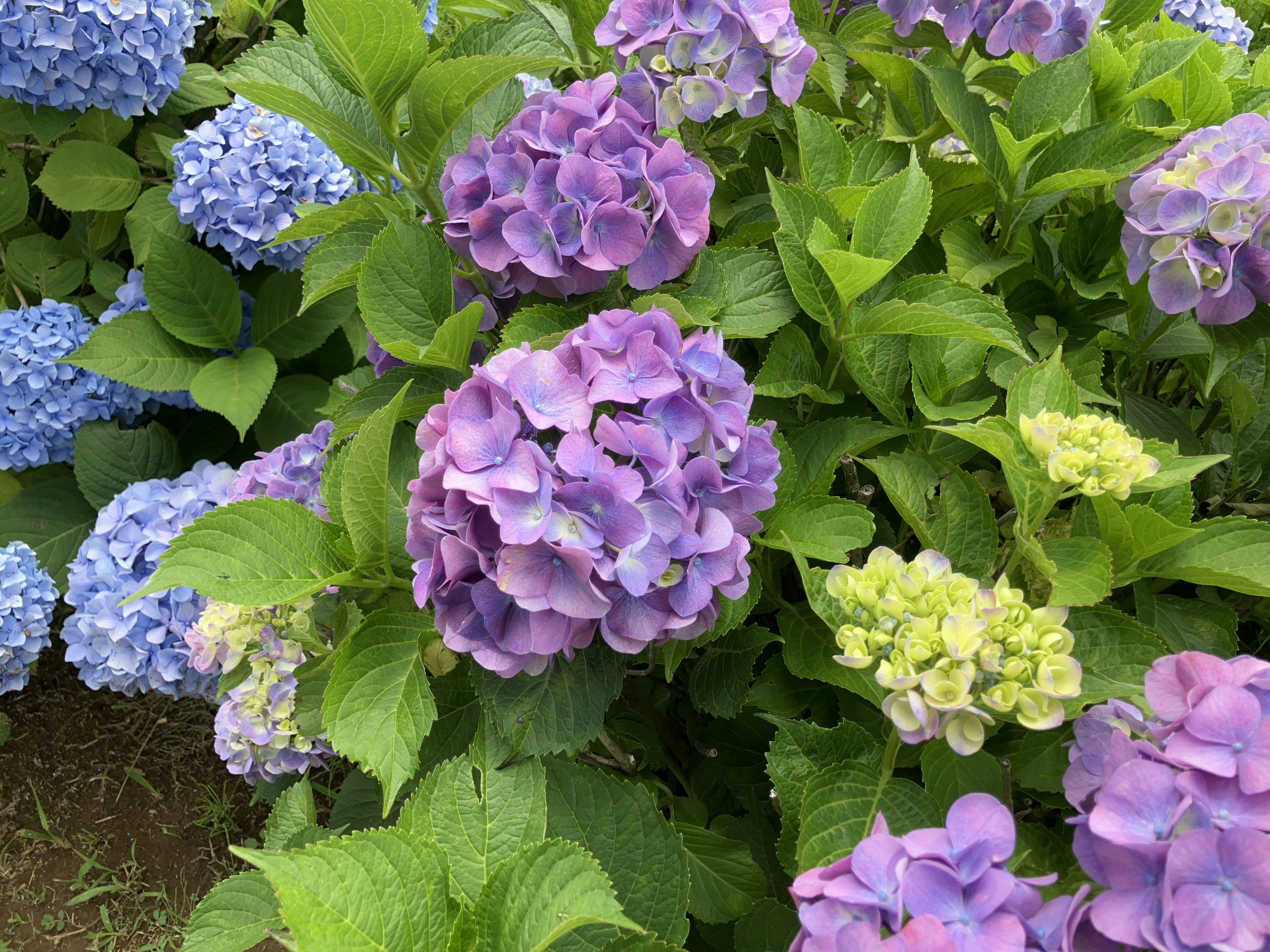 Bella scena di fiori di ortensia viola e blu circondati da foglie verdi