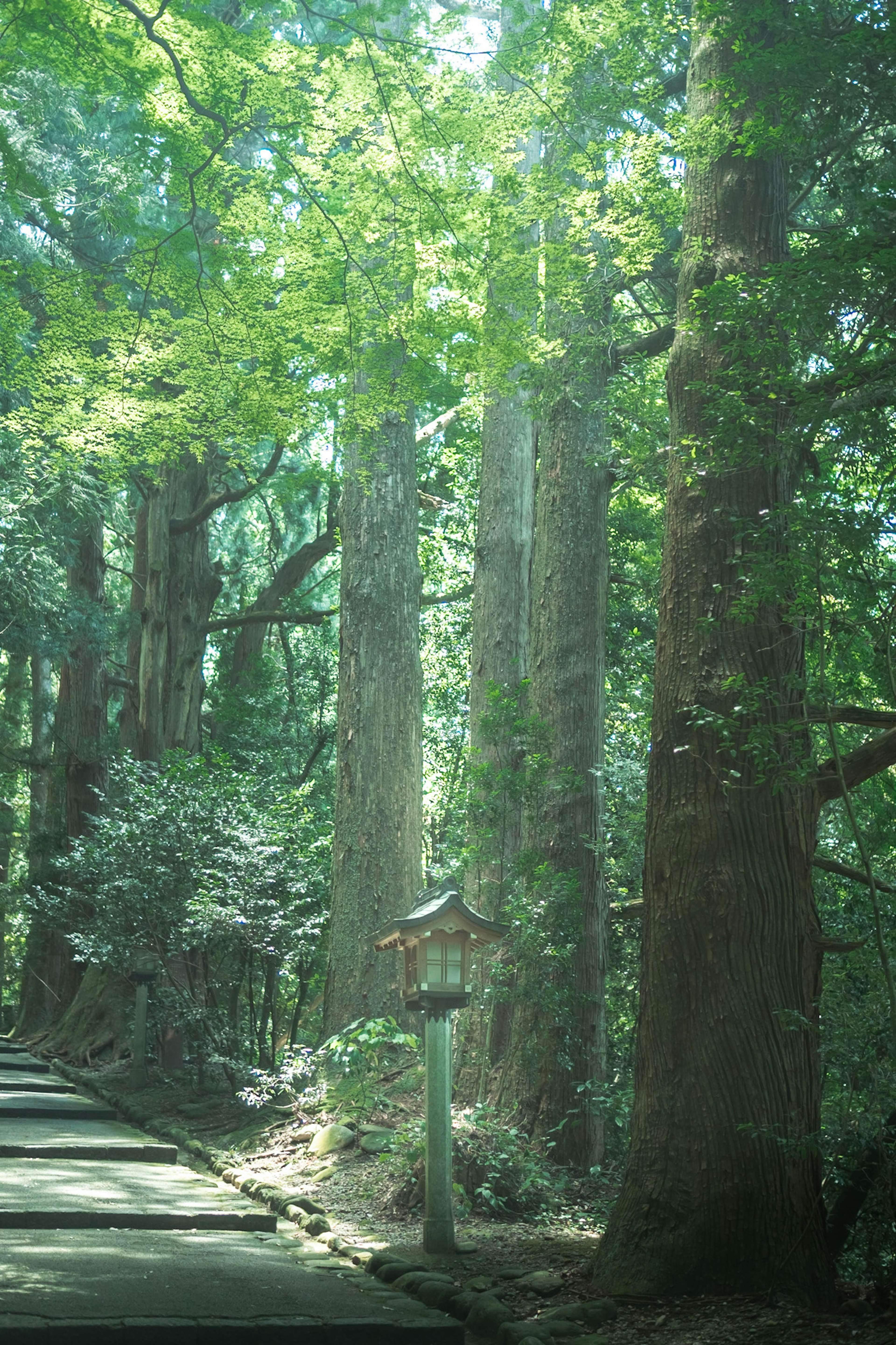 Escena de bosque frondoso con árboles altos y un camino