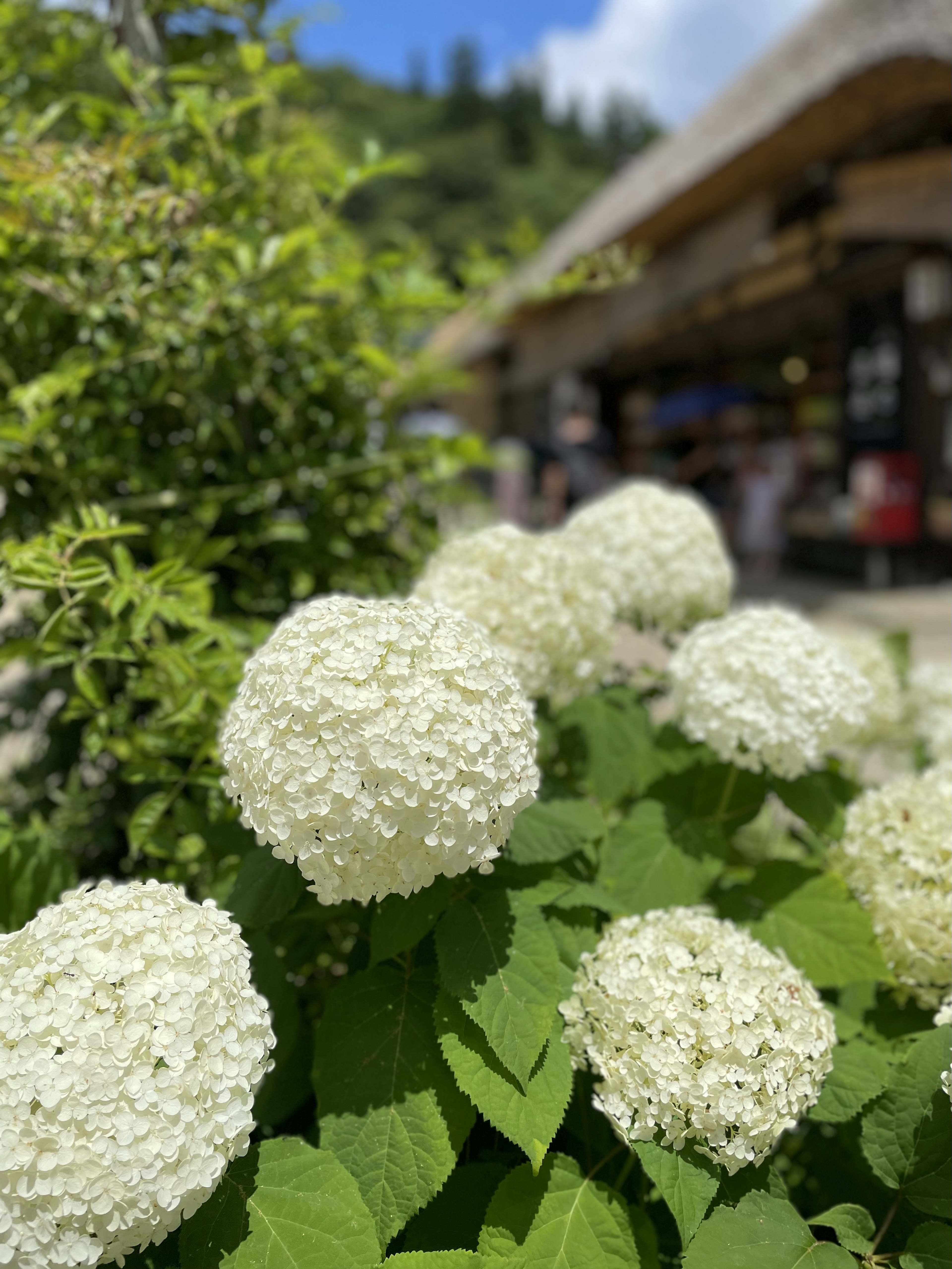 White hydrangea flowers in focus with a rustic building in the background