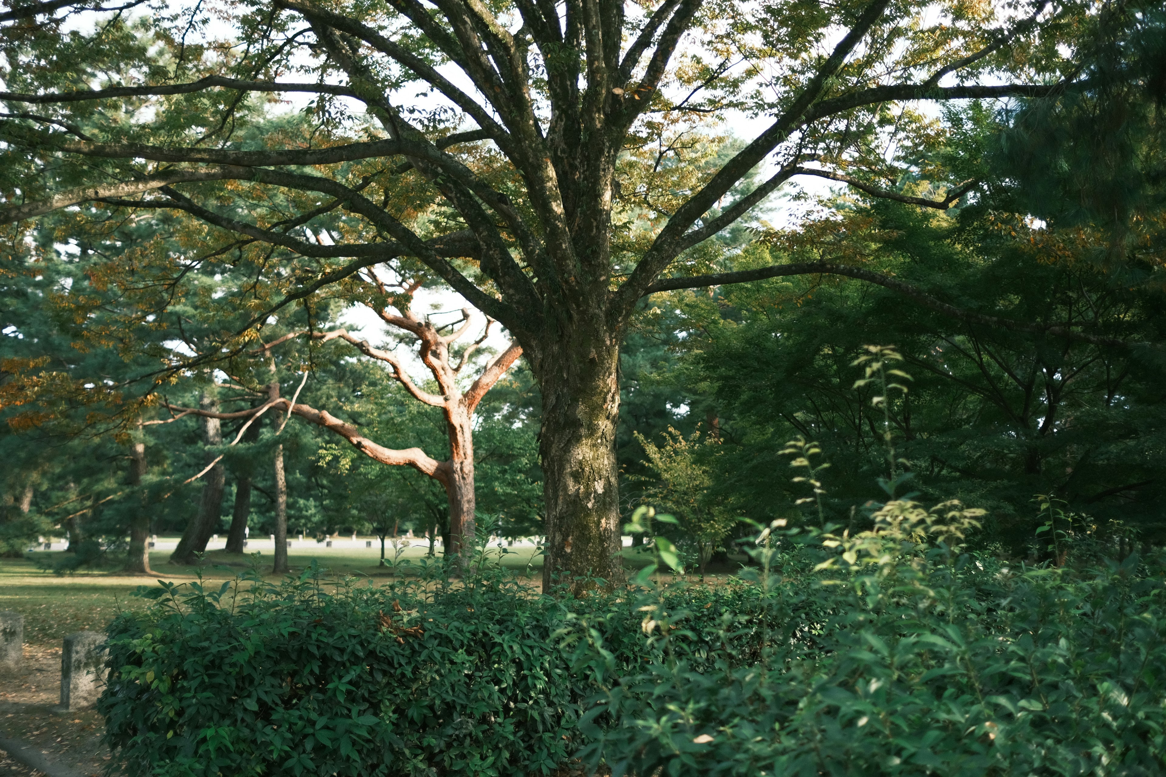 大きな木と周囲の緑の植物がある自然の風景