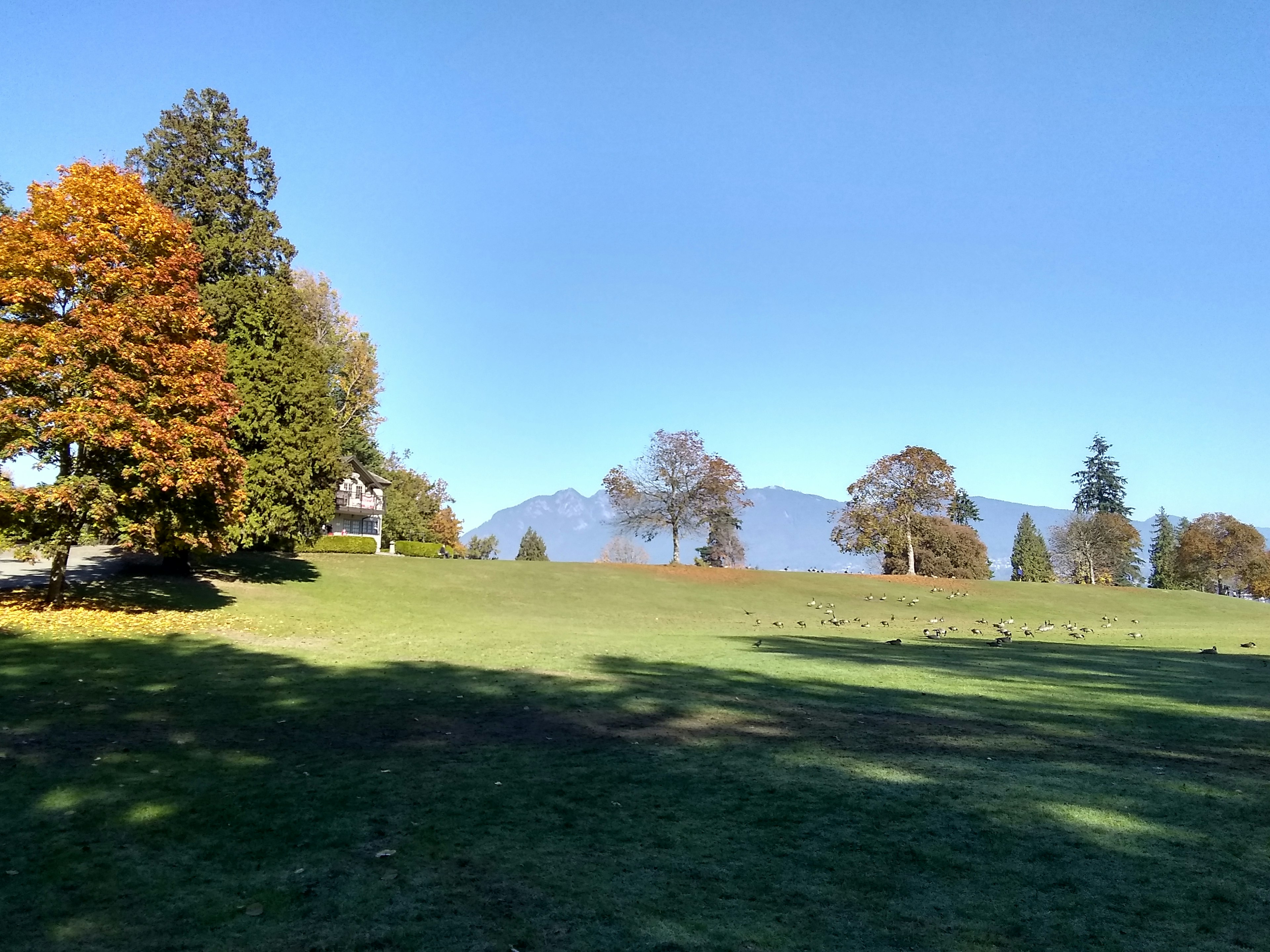 Weites Grasfeld unter klarem blauen Himmel mit herbstlich gefärbten Bäumen und Bergen im Hintergrund