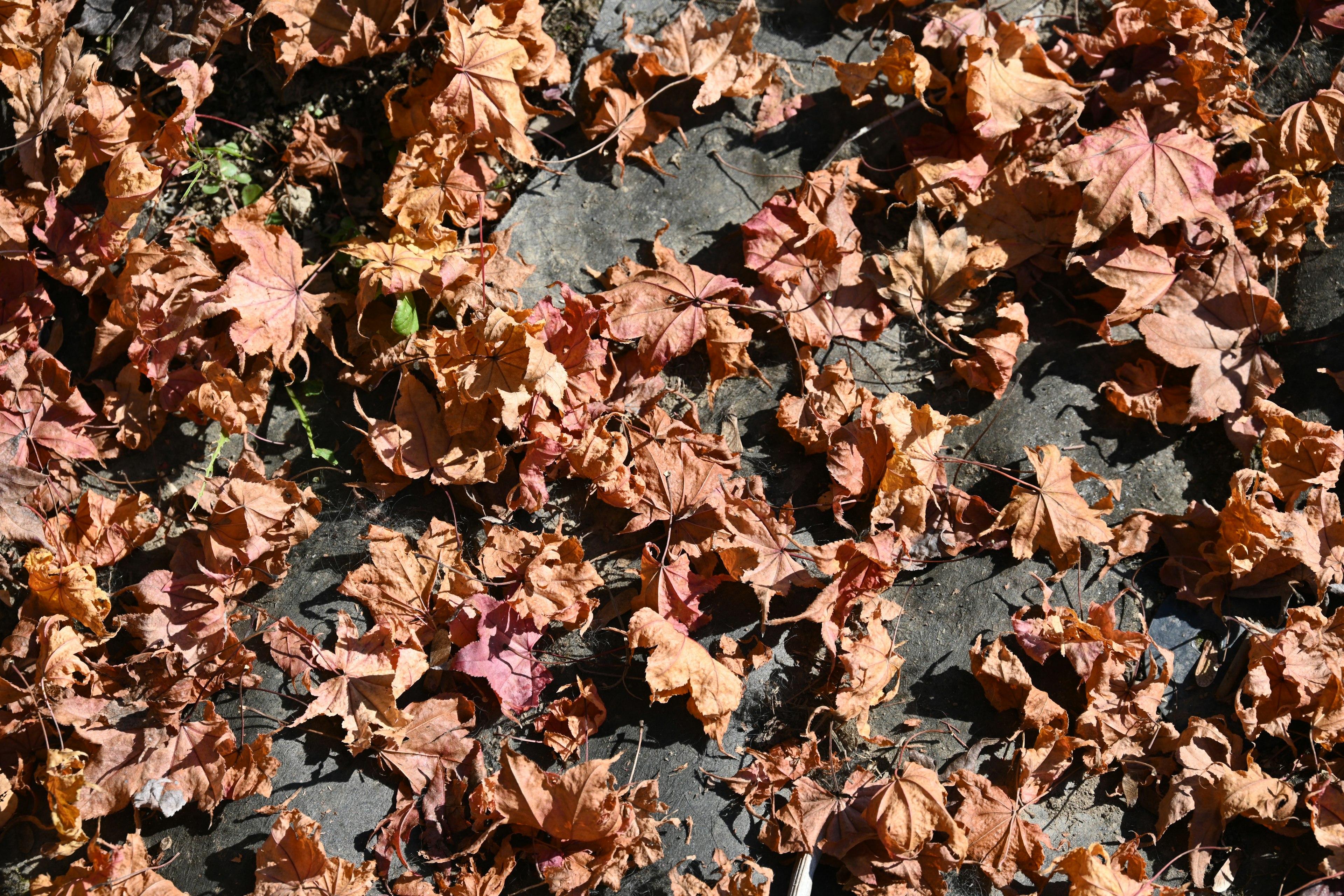 A ground covered with autumn leaves in various shades of brown and orange