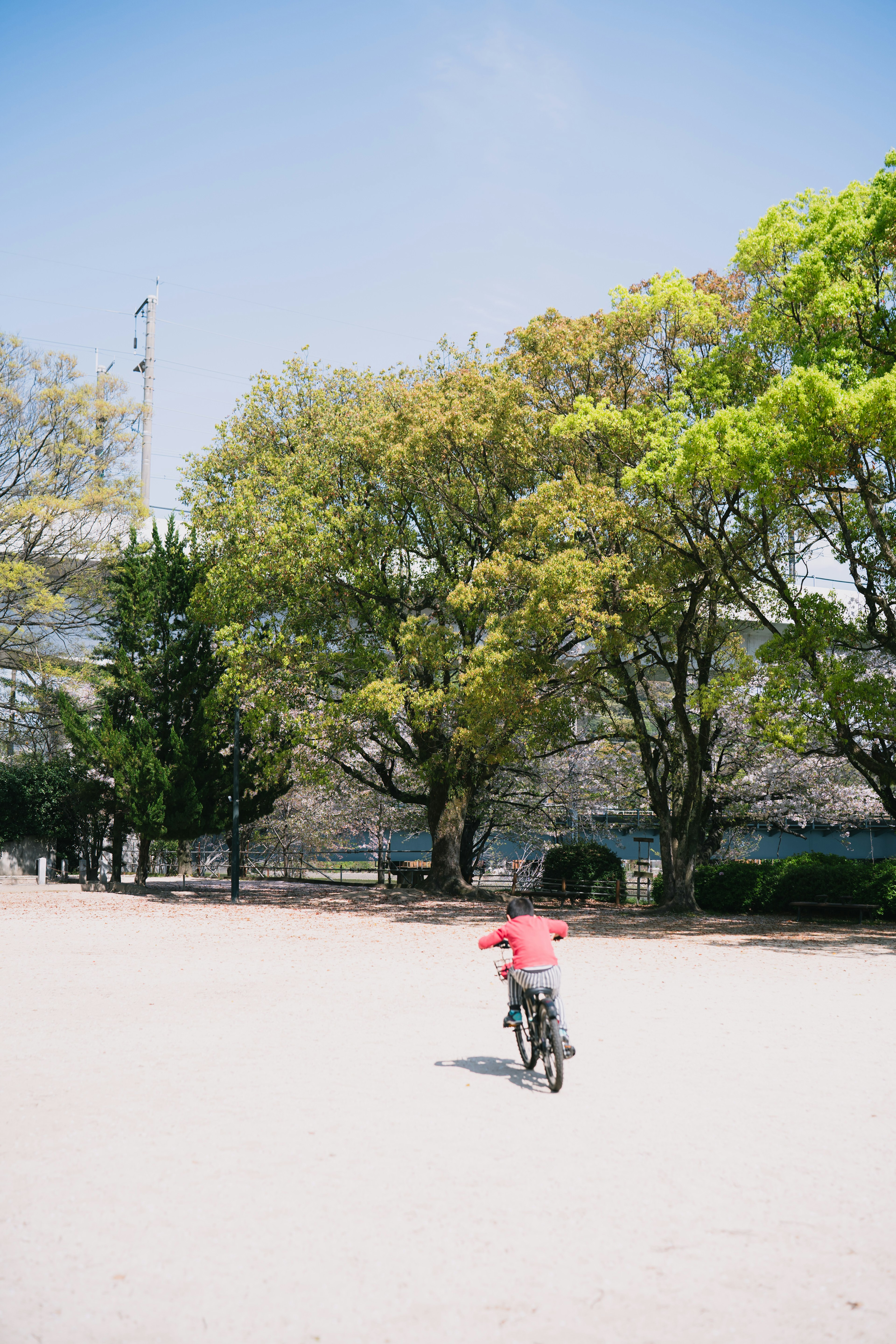 公園で自転車に乗る子供の後ろ姿 緑の木々と青い空