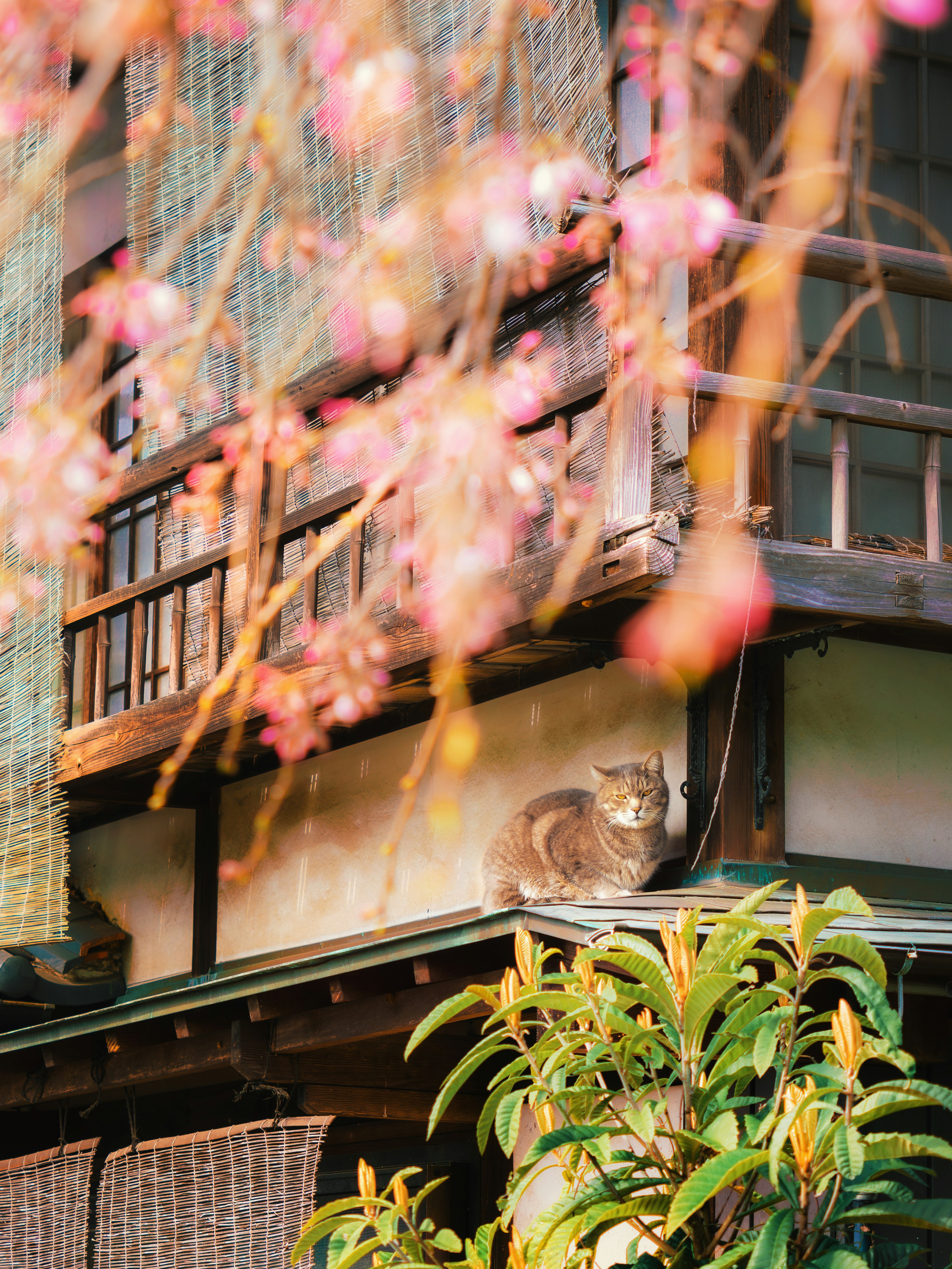 Seekor kucing beristirahat di atap rumah Jepang tradisional dengan bunga sakura di latar depan