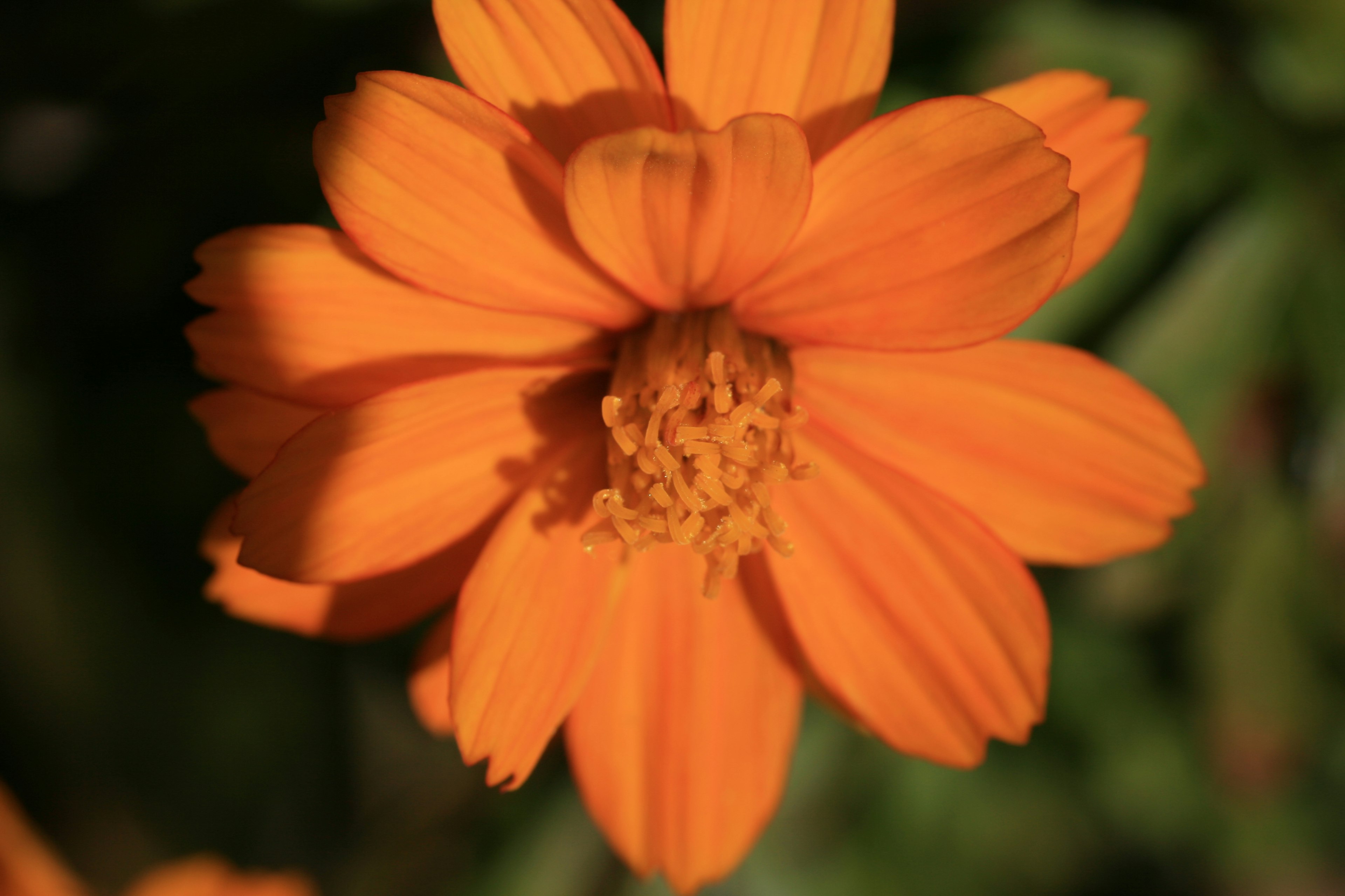 Nahaufnahme einer lebhaften orangefarbenen Blume