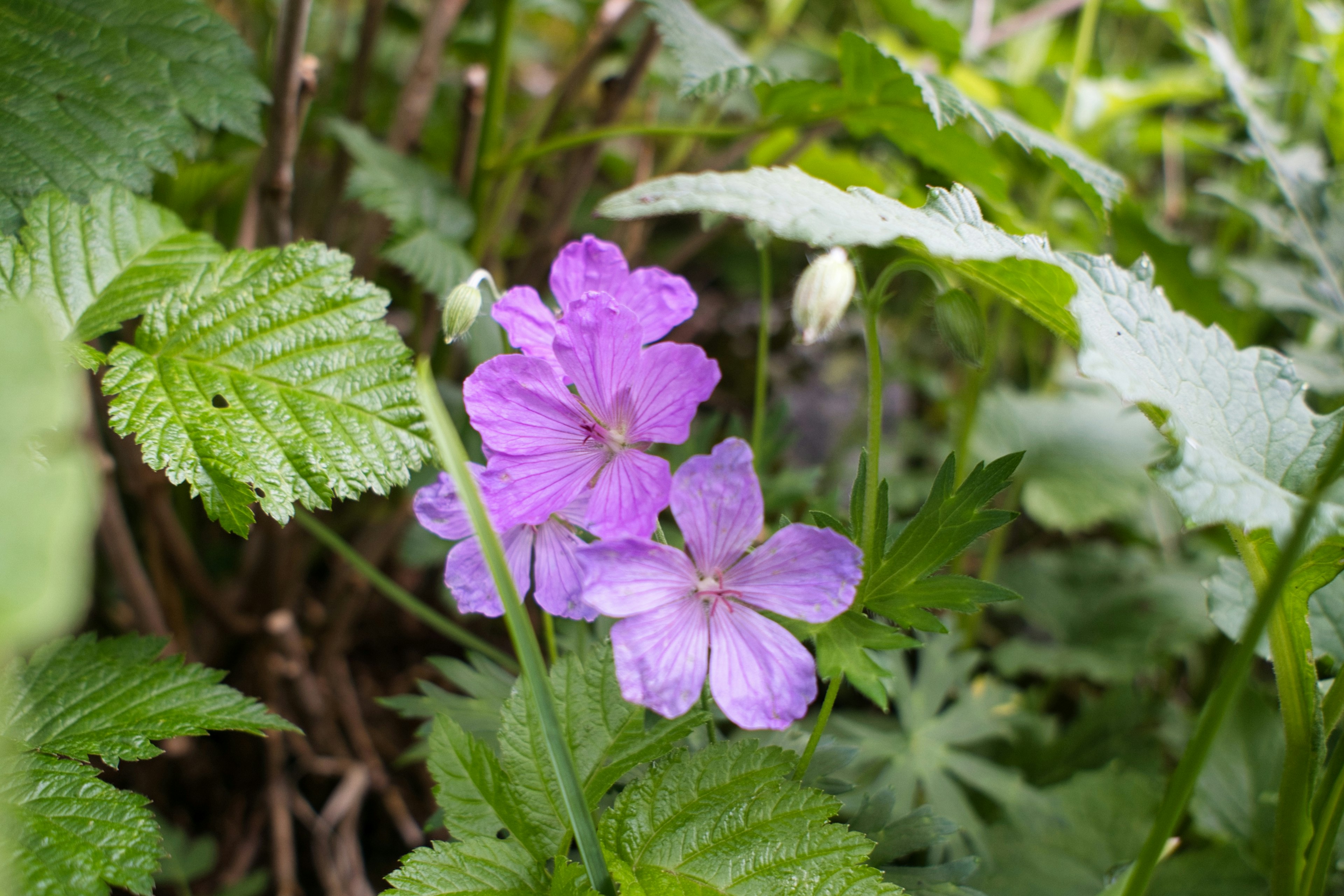 緑の葉の間に咲く紫色の花