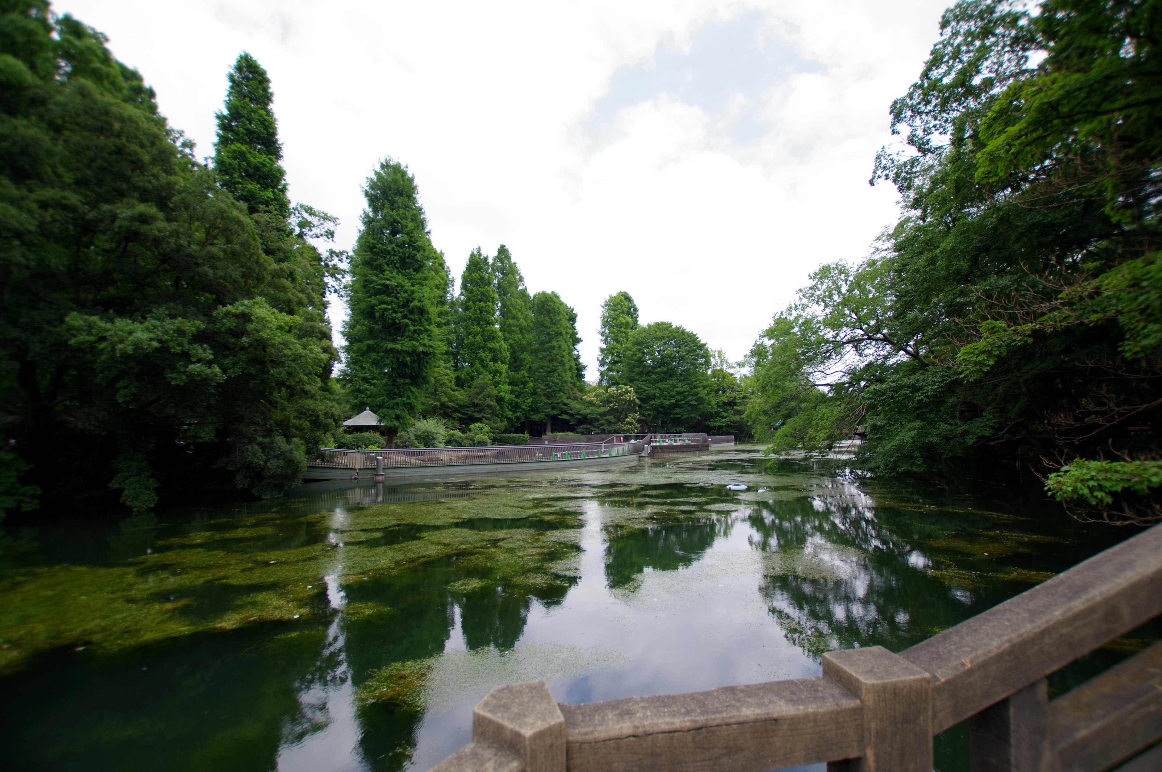 Vue panoramique d'un étang tranquille entouré d'arbres verts luxuriants avec un pont en pierre