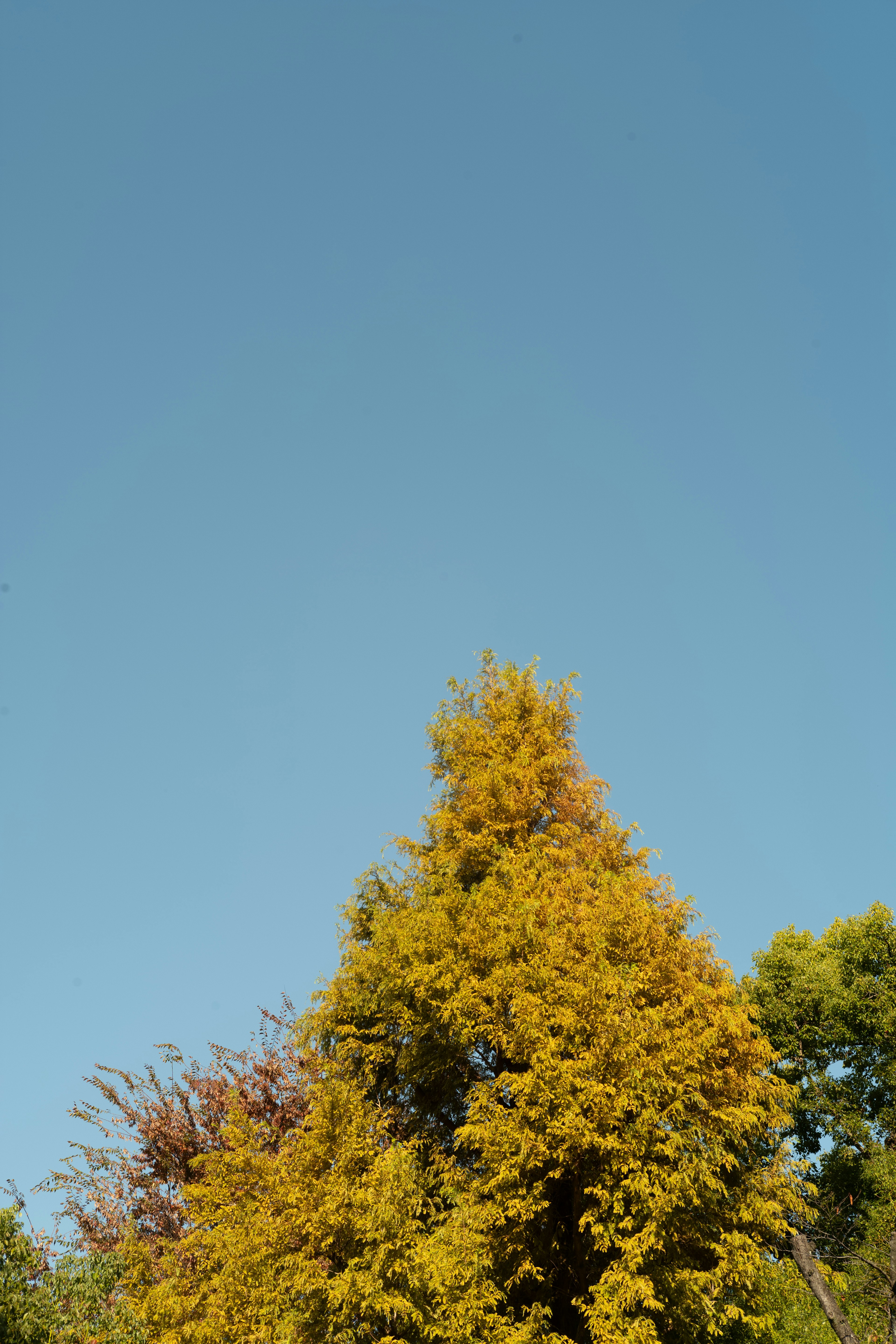 Gelbe Blätter eines Baumes vor klarem blauen Himmel