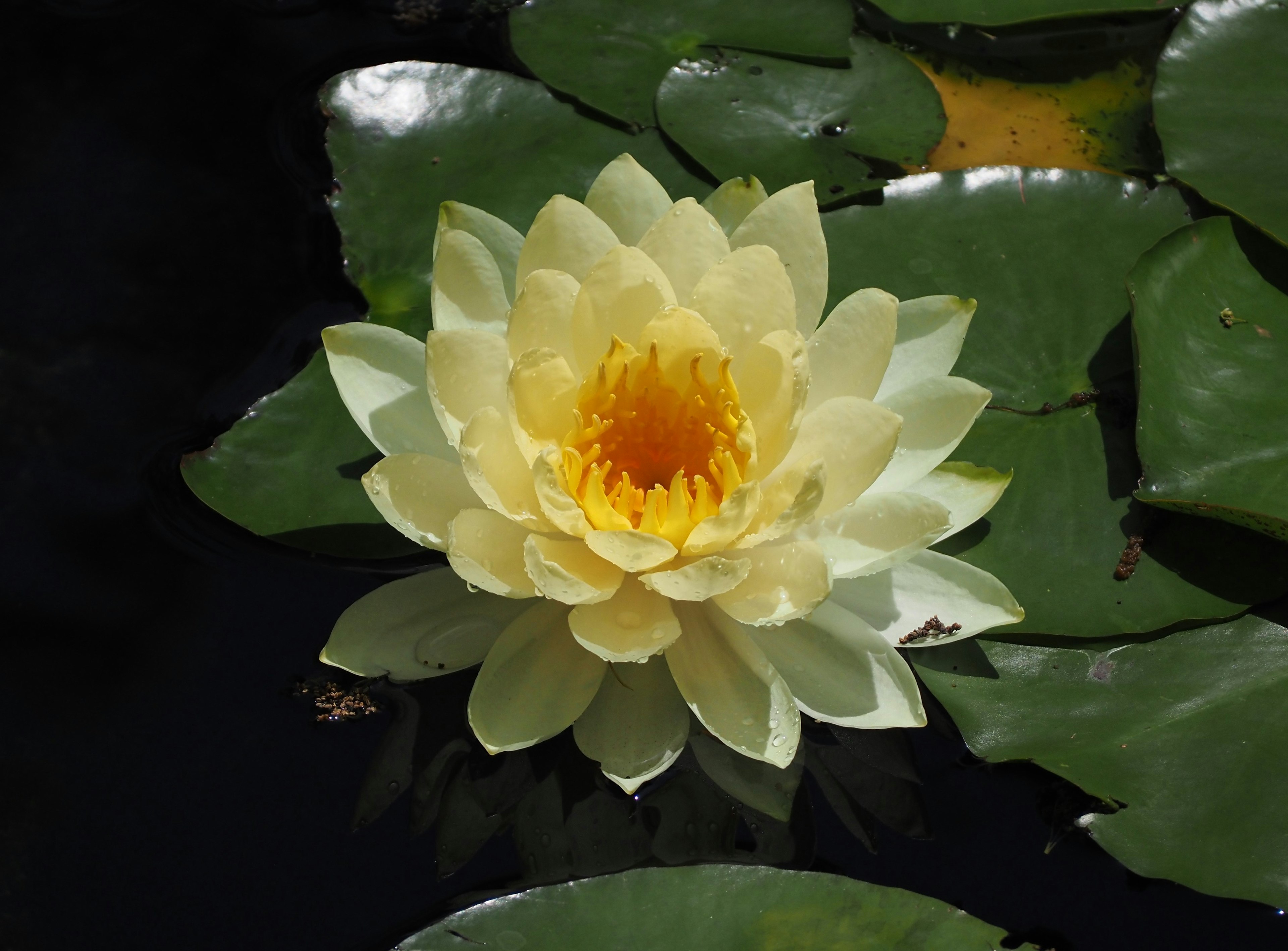 Fleur de nénuphar jaune flottant sur l'eau sombre avec des feuilles vertes