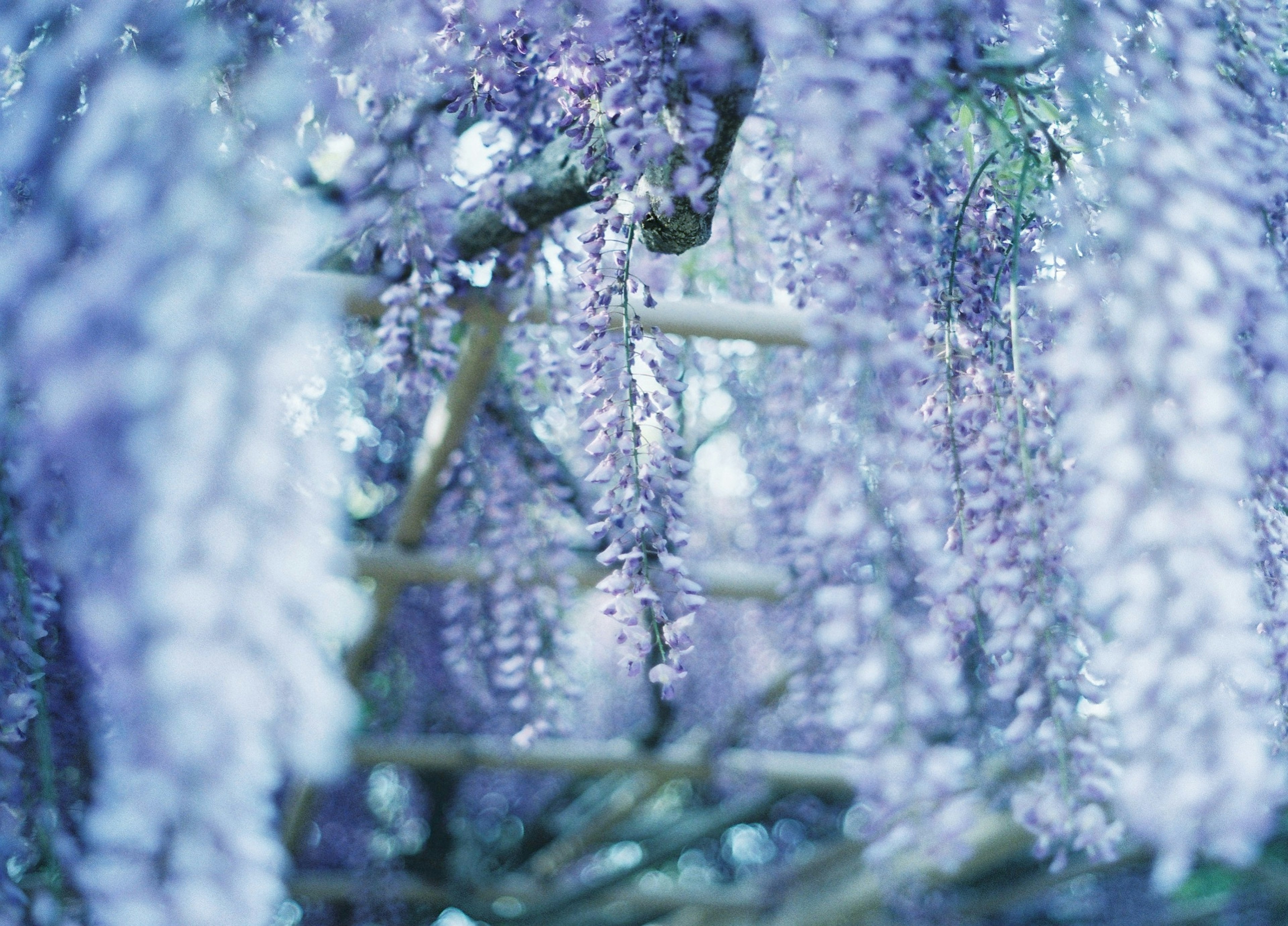 紫色の藤の花が垂れ下がる美しい景色