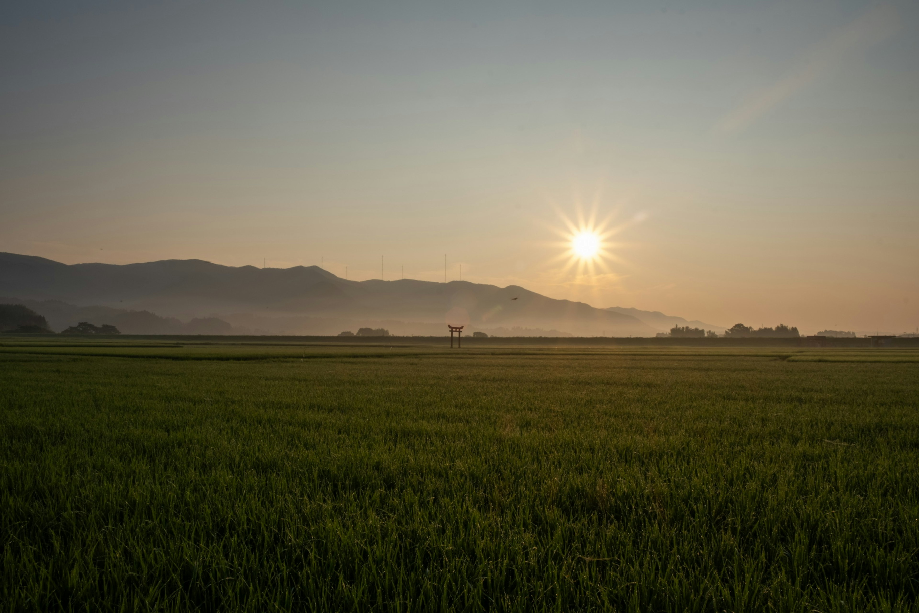 日出时的乡村风景 绿色稻田和远处的山脉