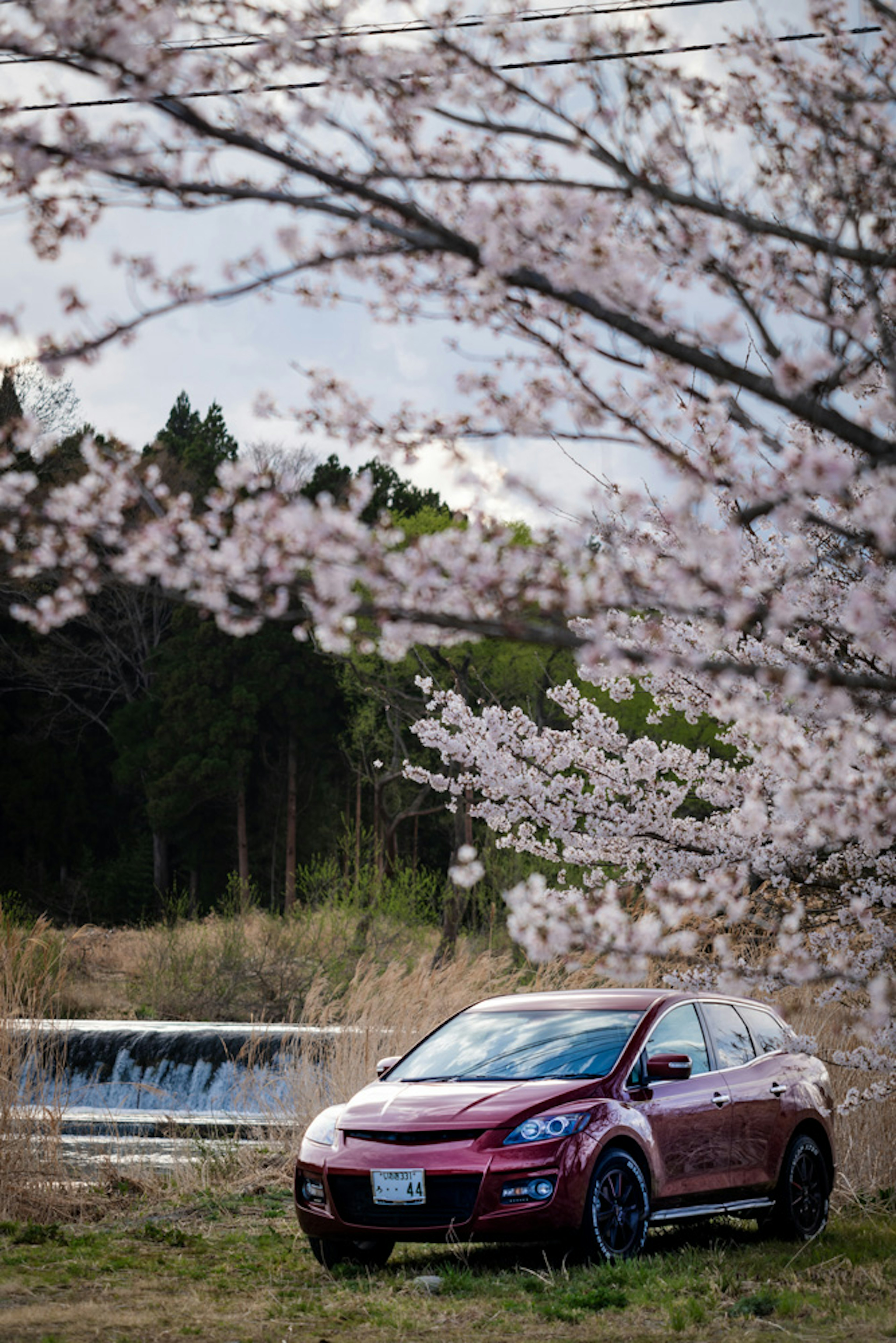 Mobil merah diparkir di bawah pohon sakura dengan latar belakang alami