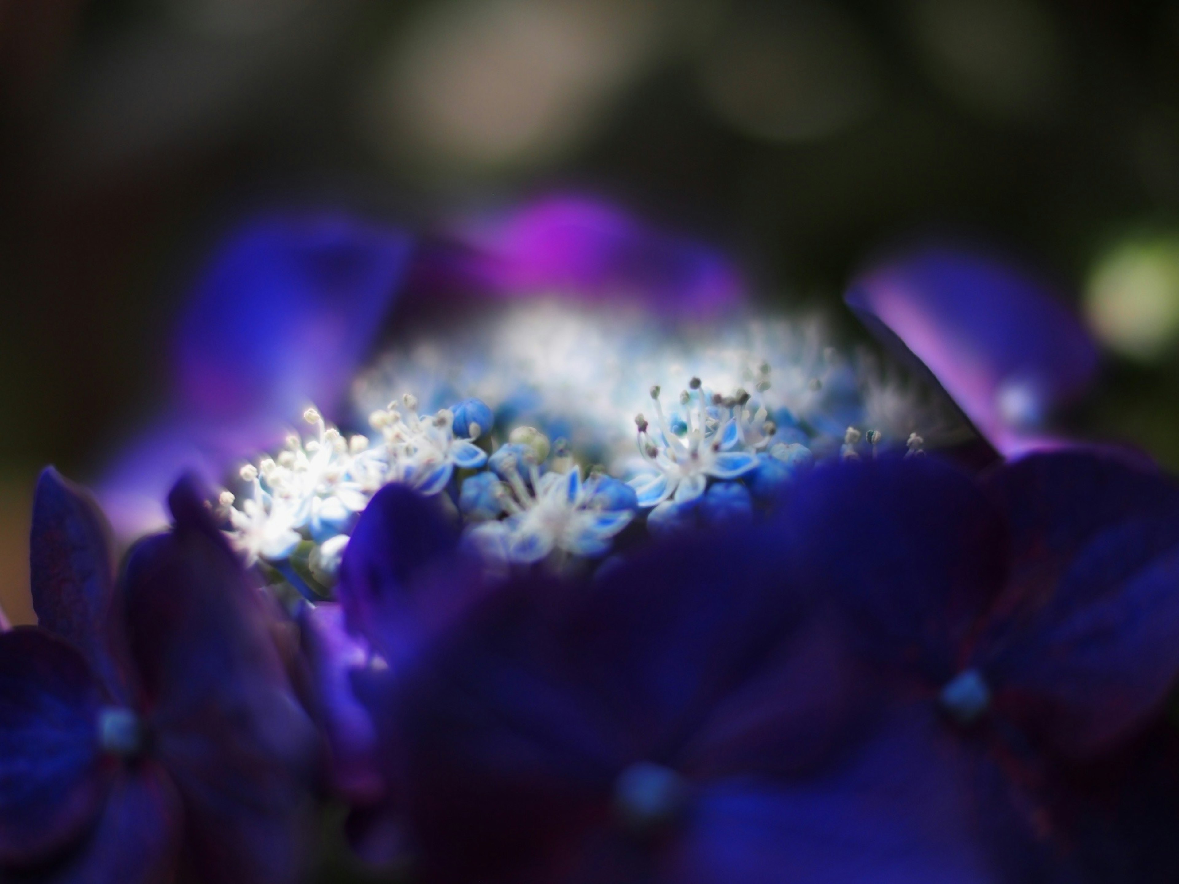 Close-up of vibrant purple flower with white blossoms in the center