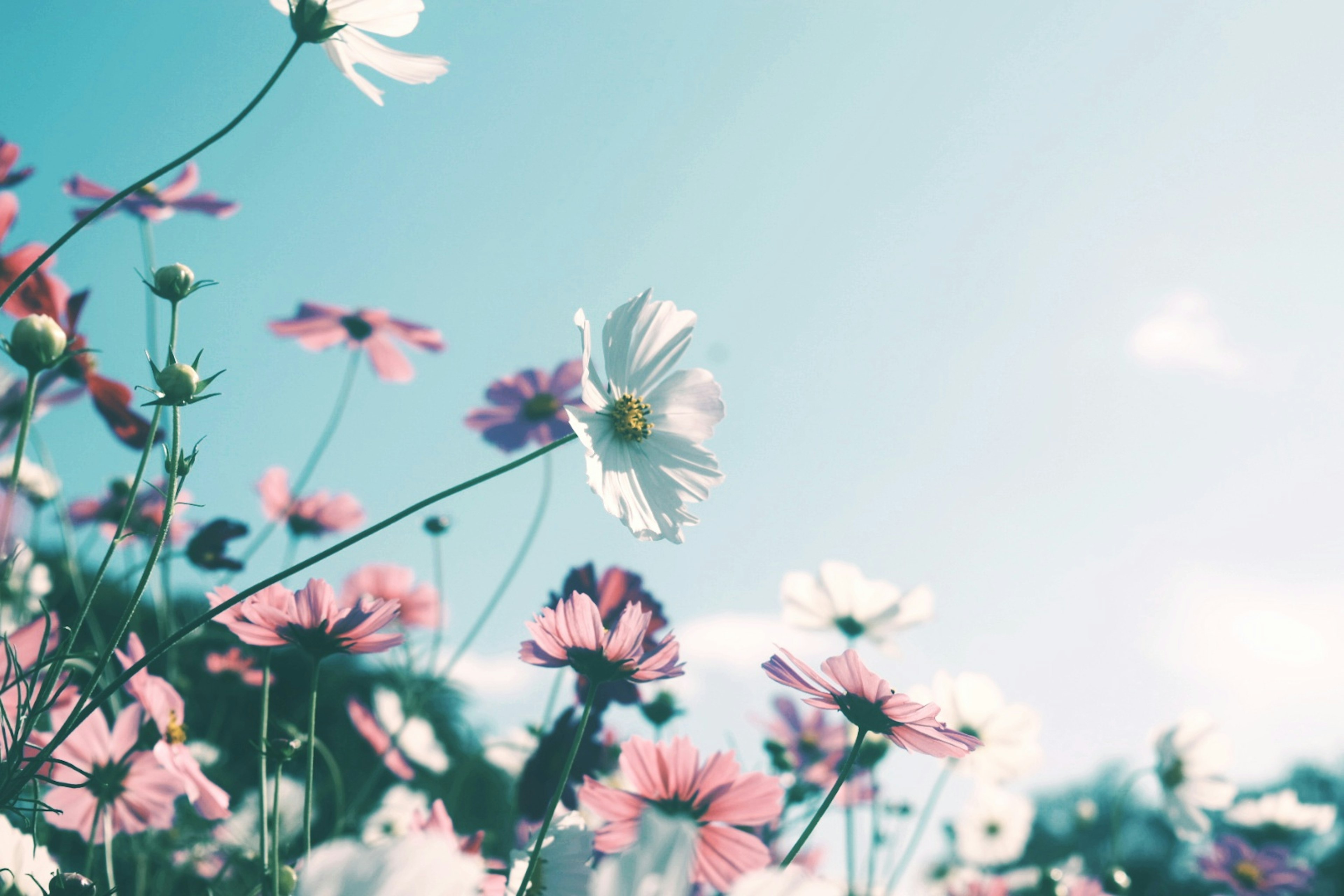 Fiori colorati che sbocciano sotto un cielo blu