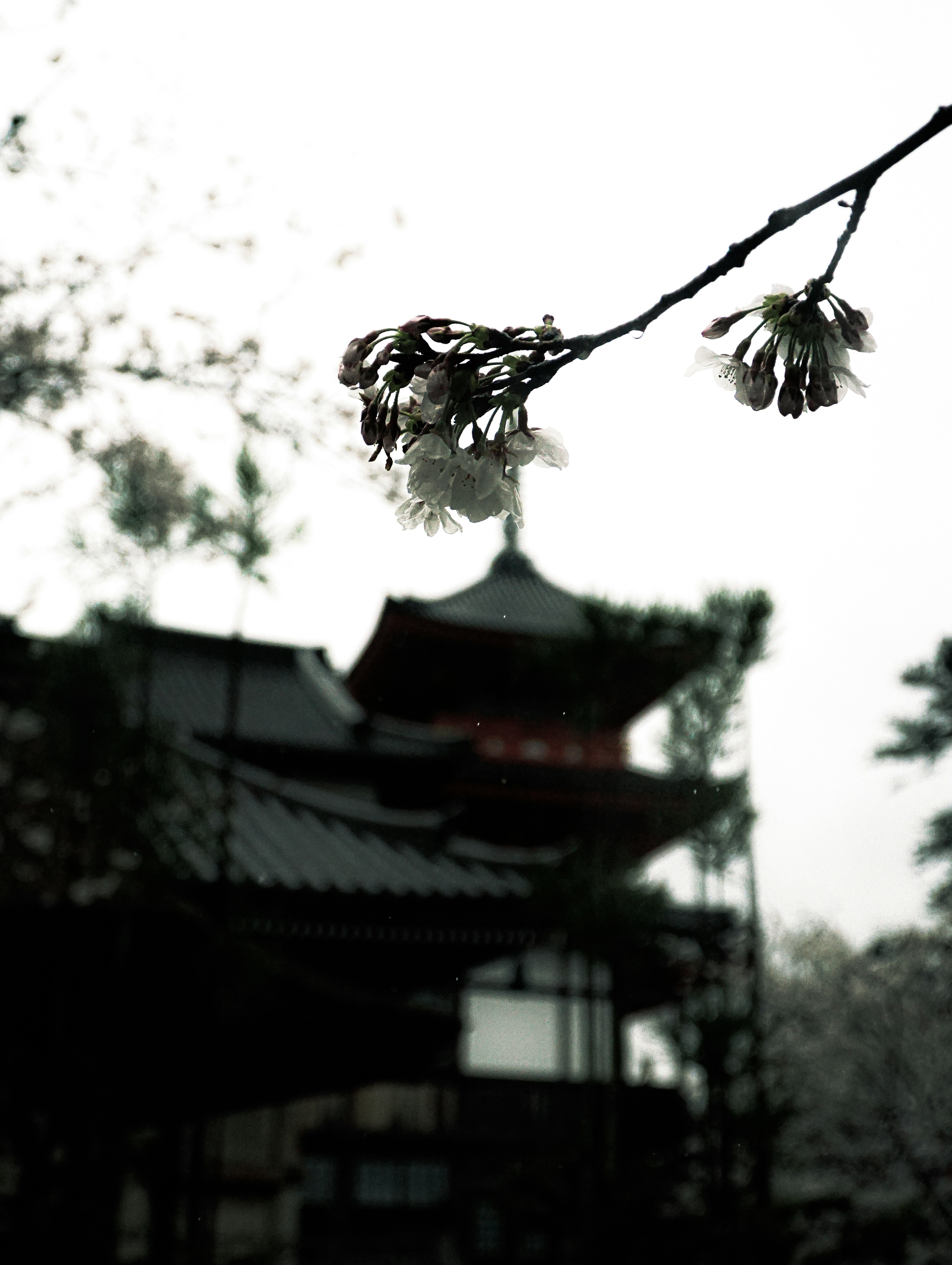 桜の花が咲いている枝と遠くの古い建物のシルエット