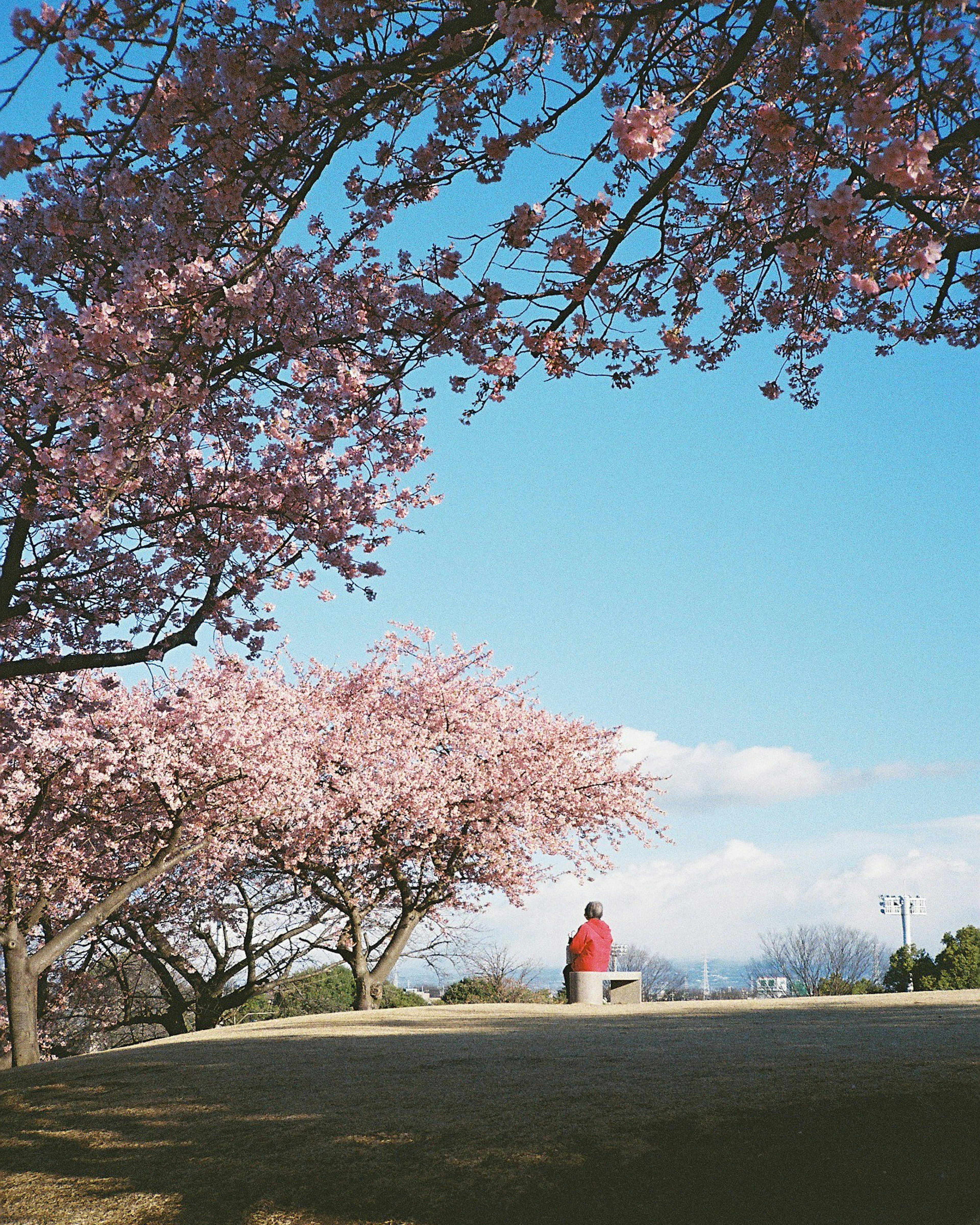 Person sitting under cherry blossom trees in a park with blue sky