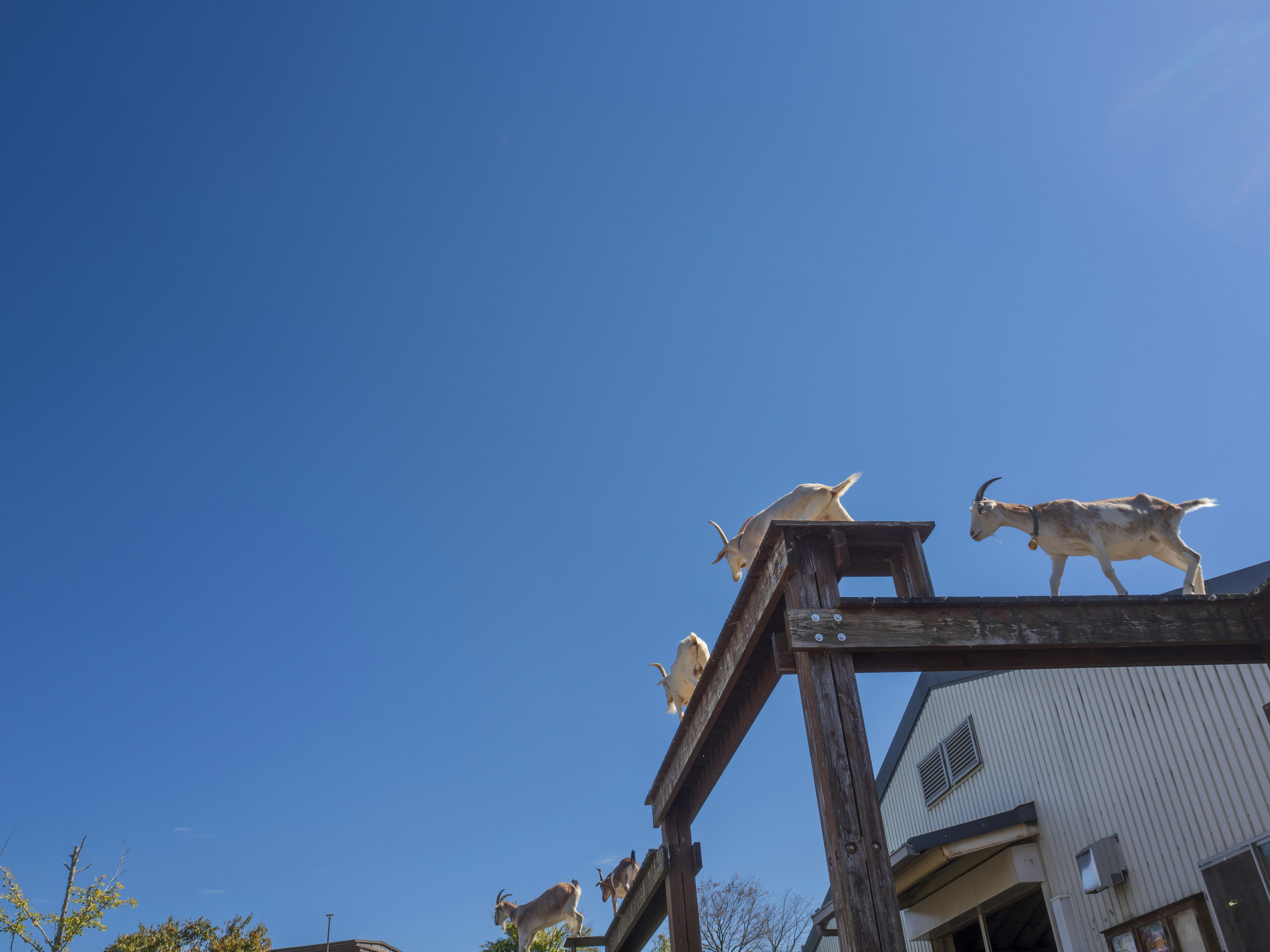 Chèvres sur une structure en bois sous un ciel bleu clair