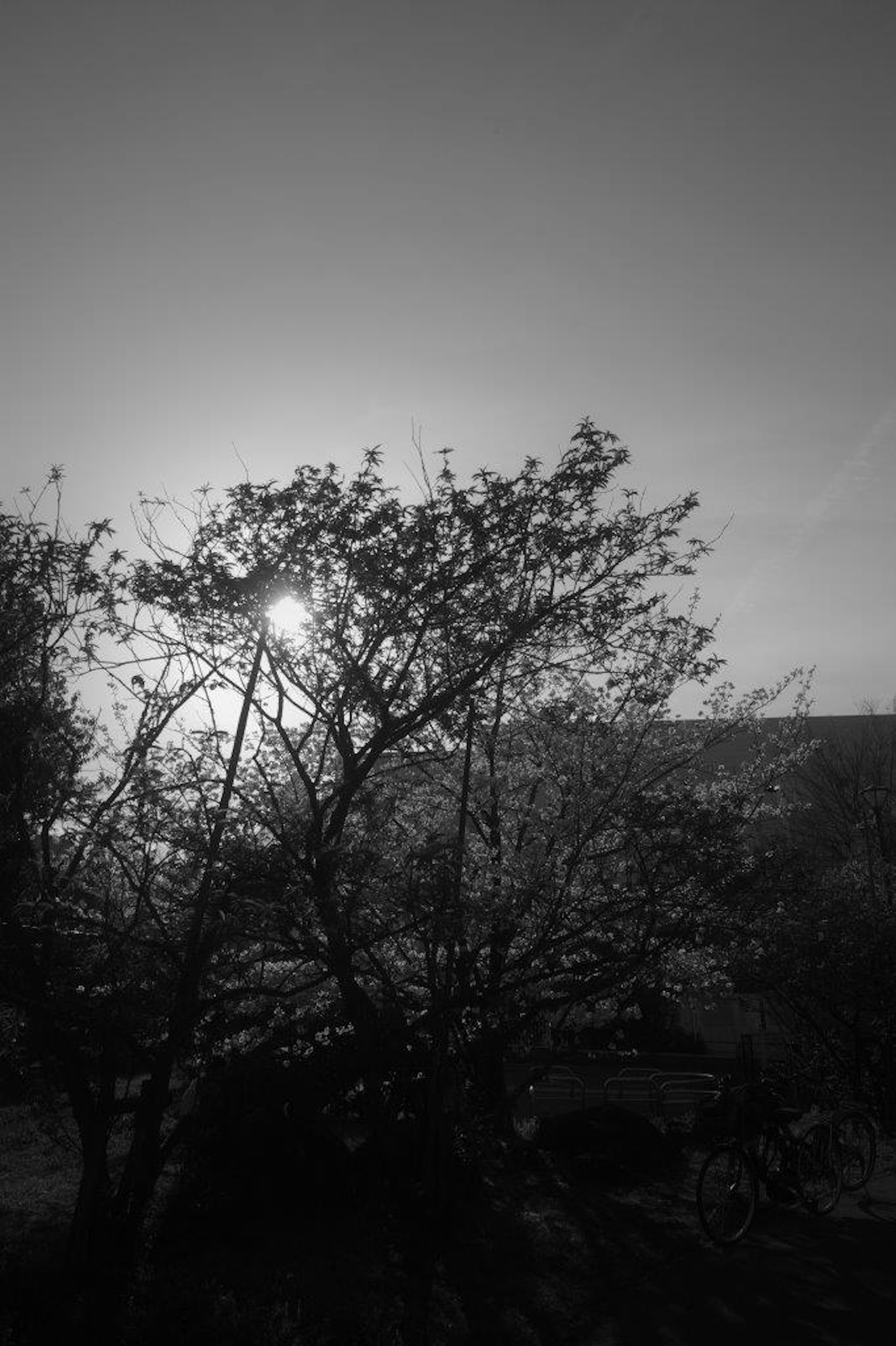 Silhouetted trees with sunlight shining from behind in black and white