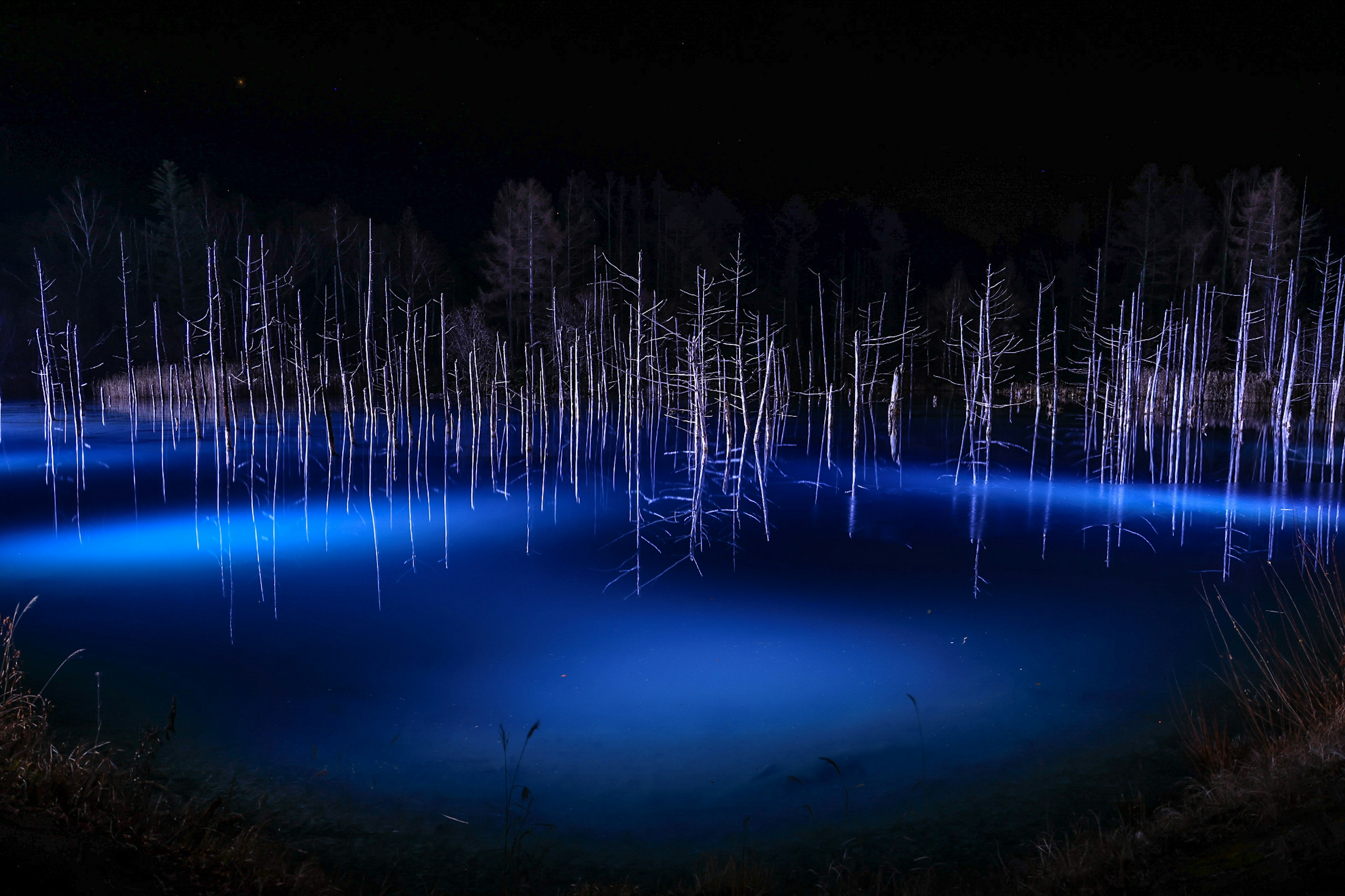 青い光に照らされた水中の枯れ木が立ち並ぶ幻想的な風景