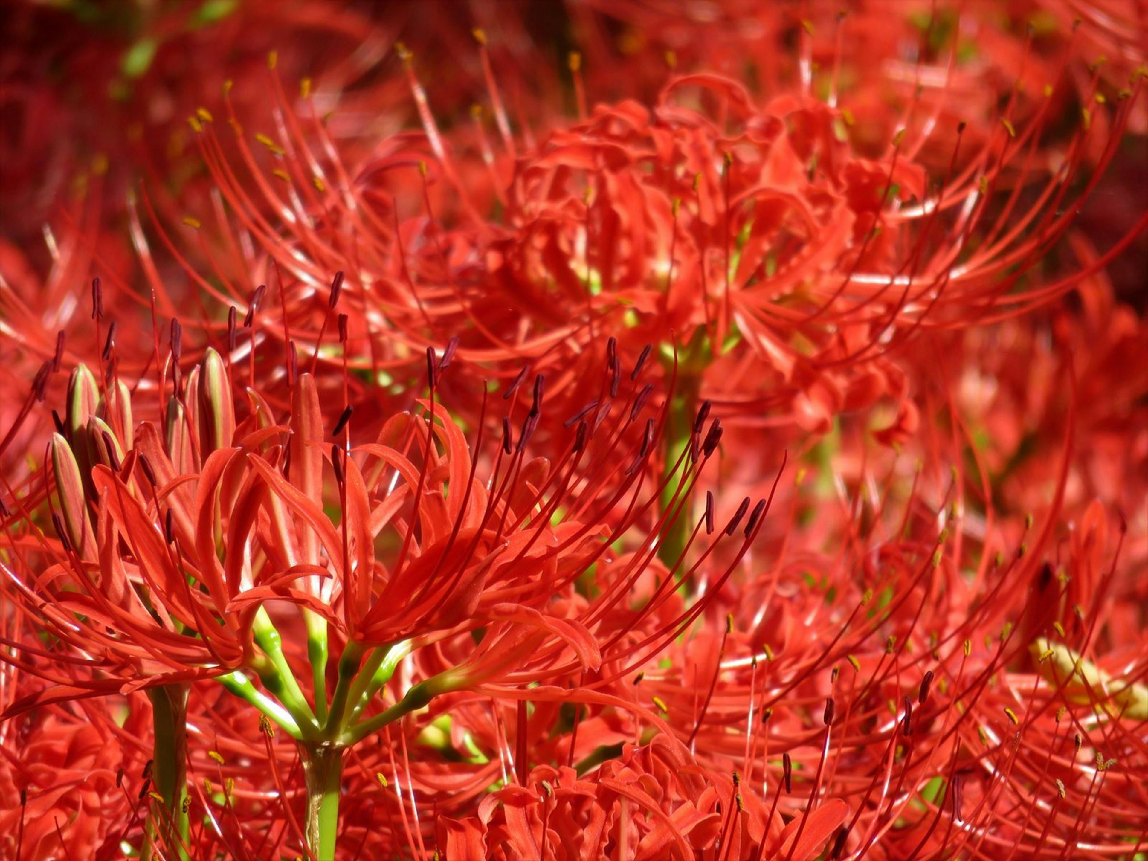 Vibrant cluster of red spider lilies in full bloom