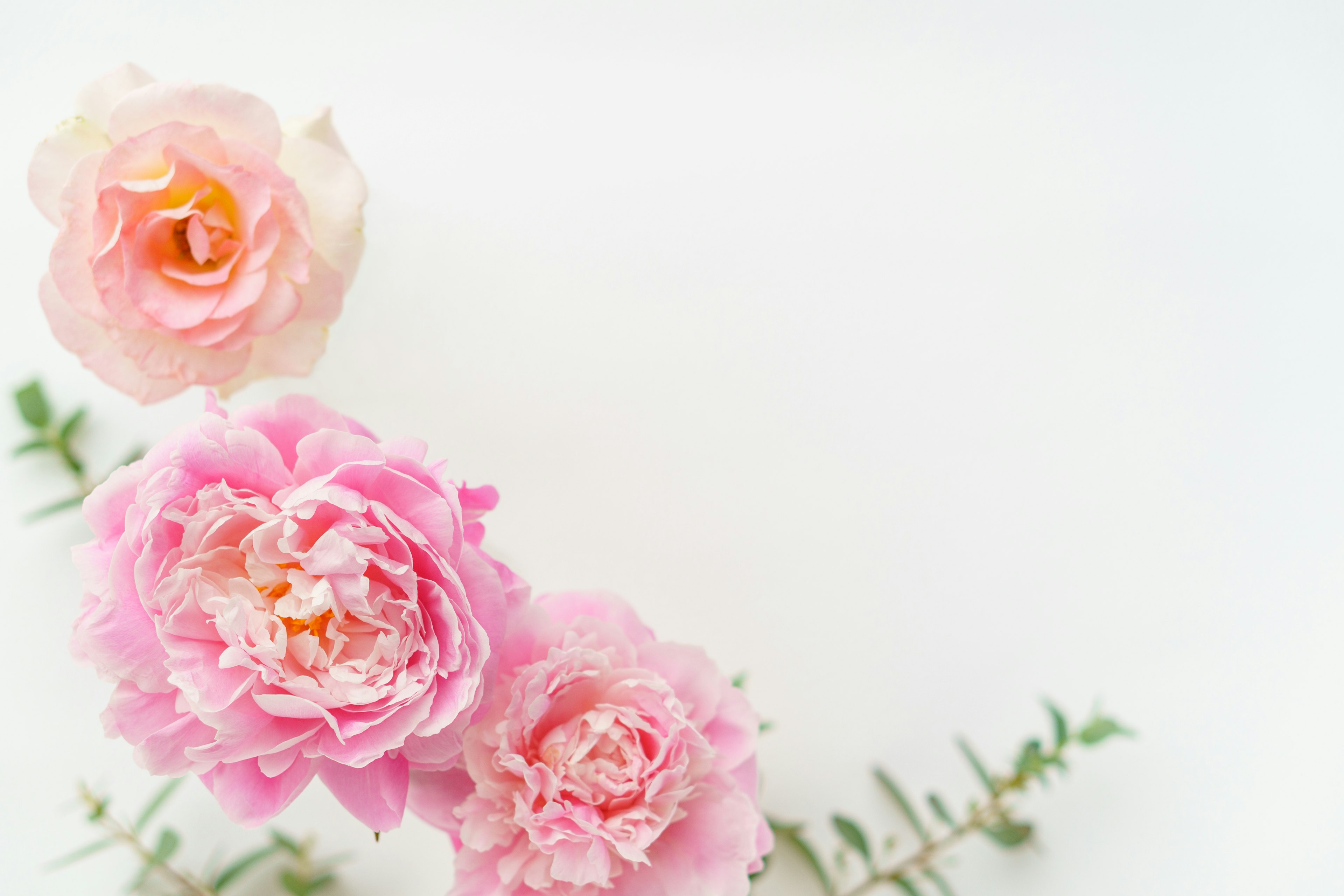 A beautiful arrangement of soft-colored roses and green leaves