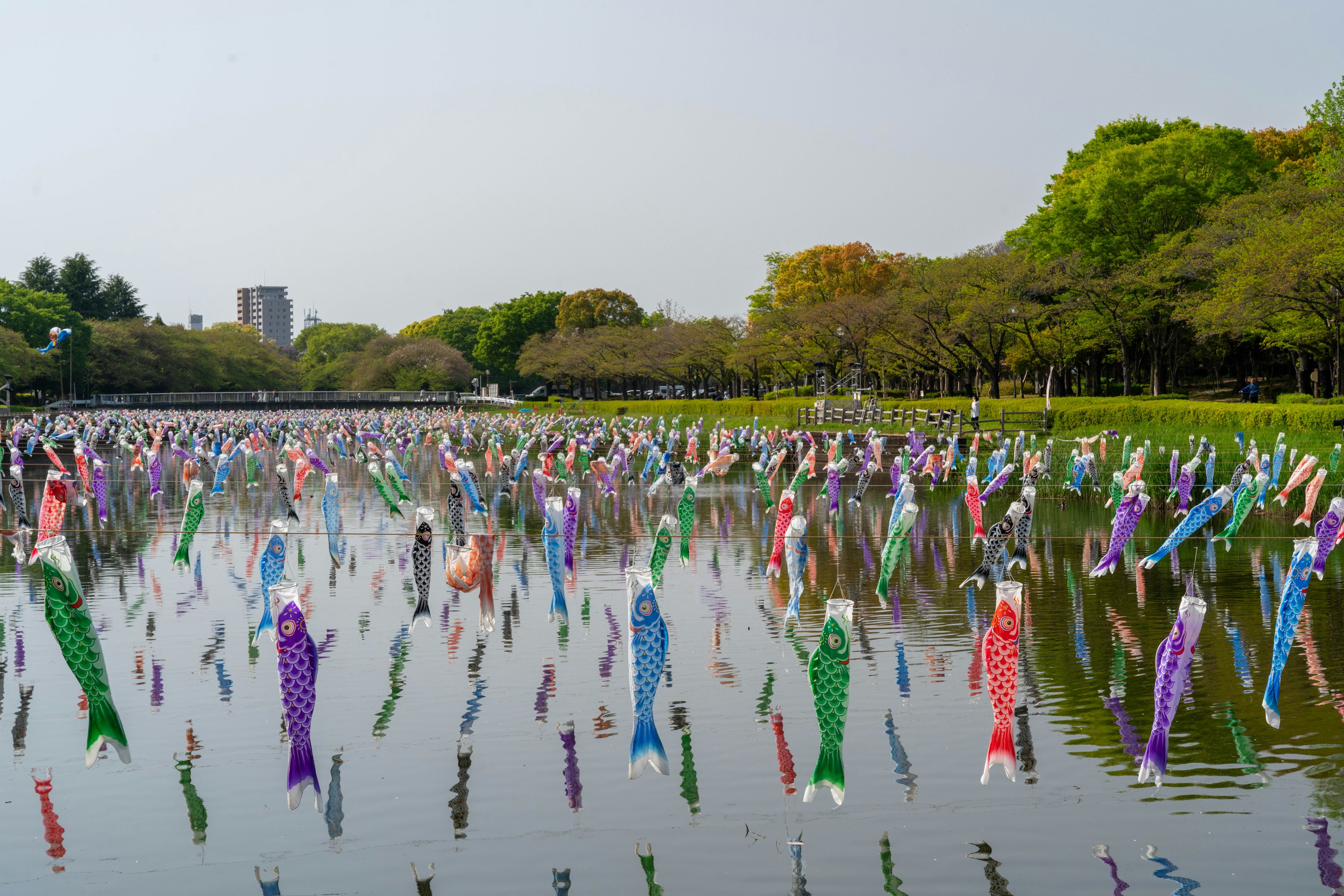 Bunte Koi Nobori, die in einem Teich umgeben von Bäumen schwimmen