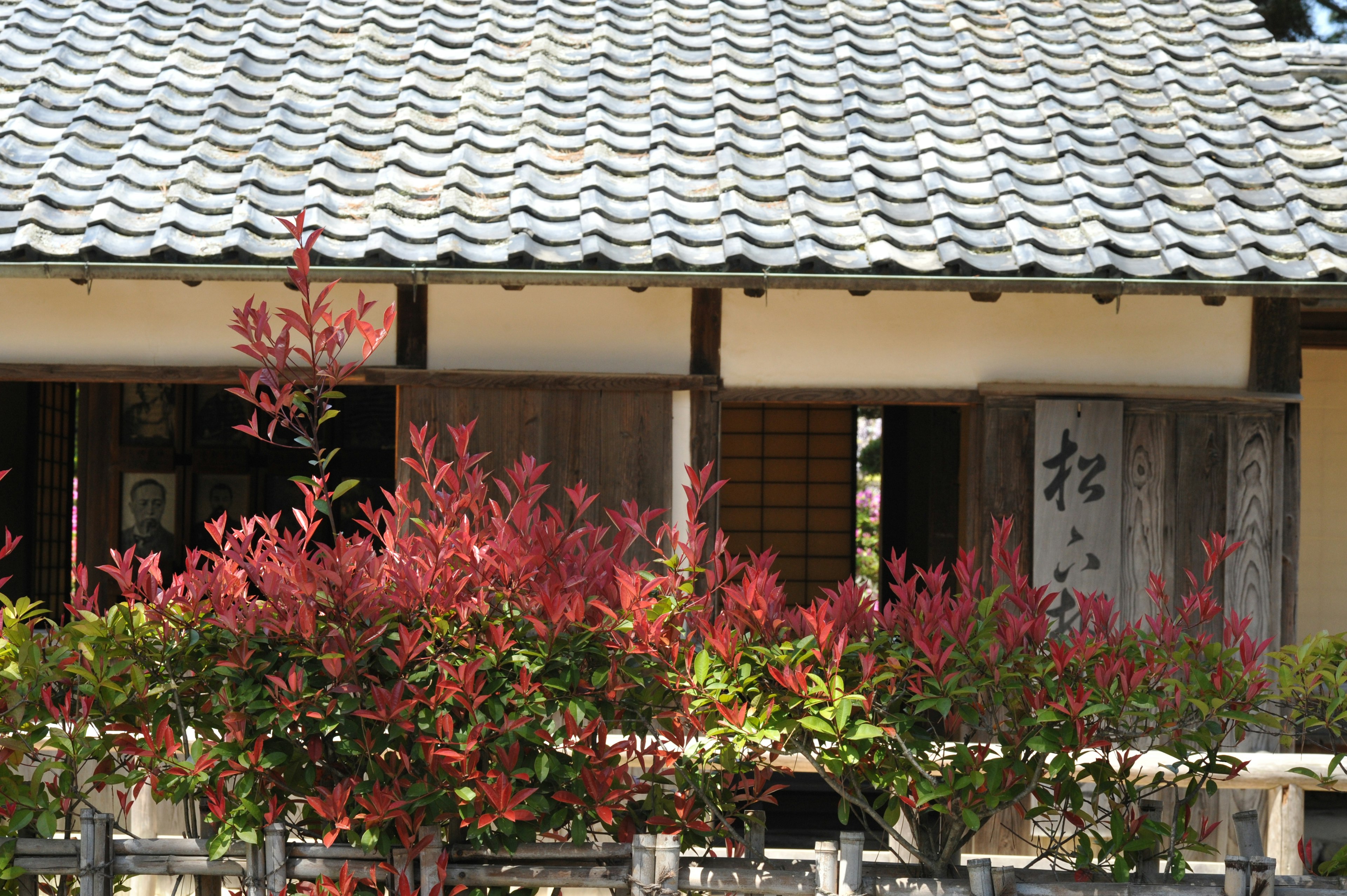 Rumah Jepang tradisional dengan tanaman berdaun merah