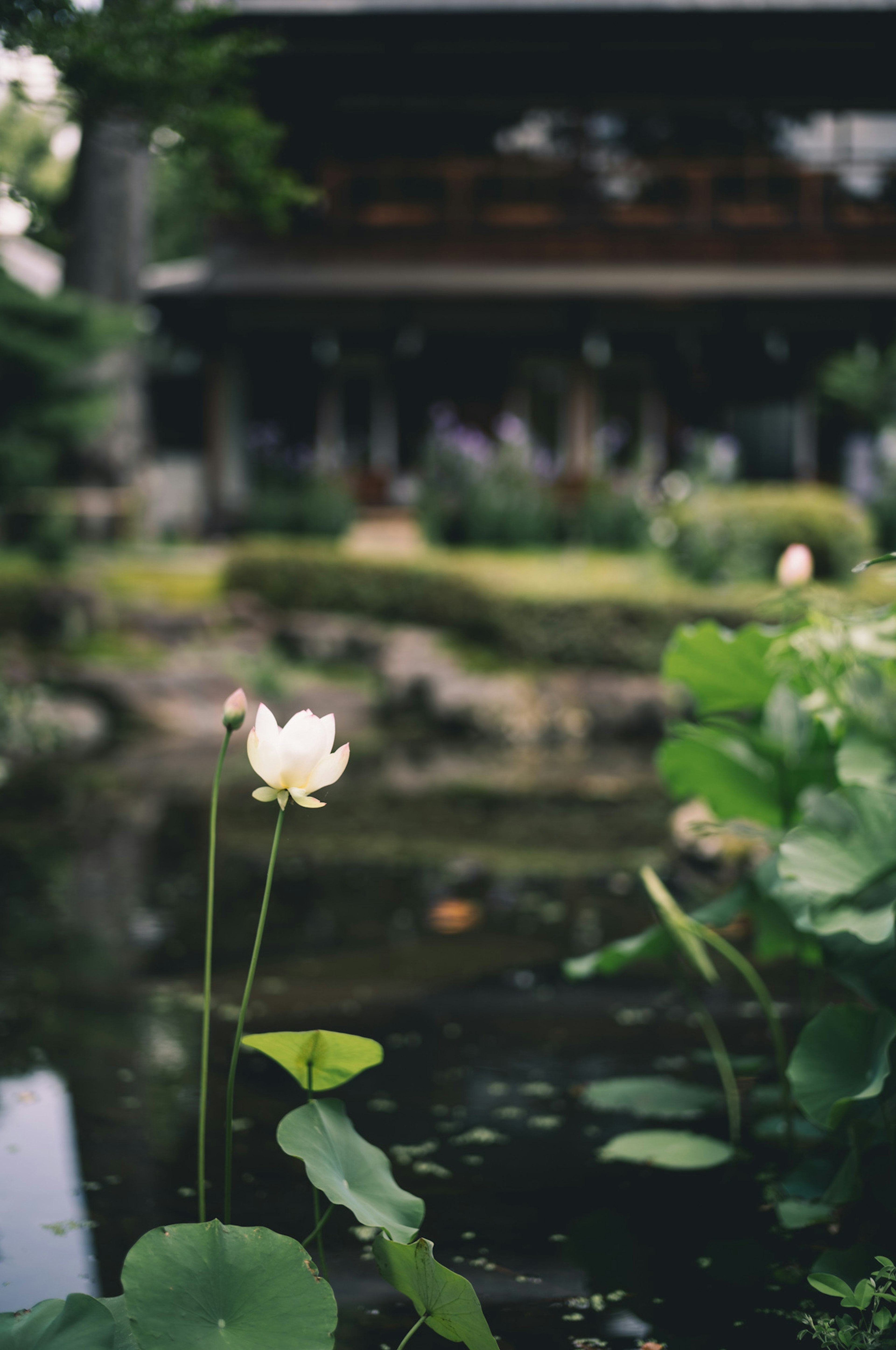 Una hermosa escena de jardín con una flor de loto blanca y hojas verdes cerca de un estanque