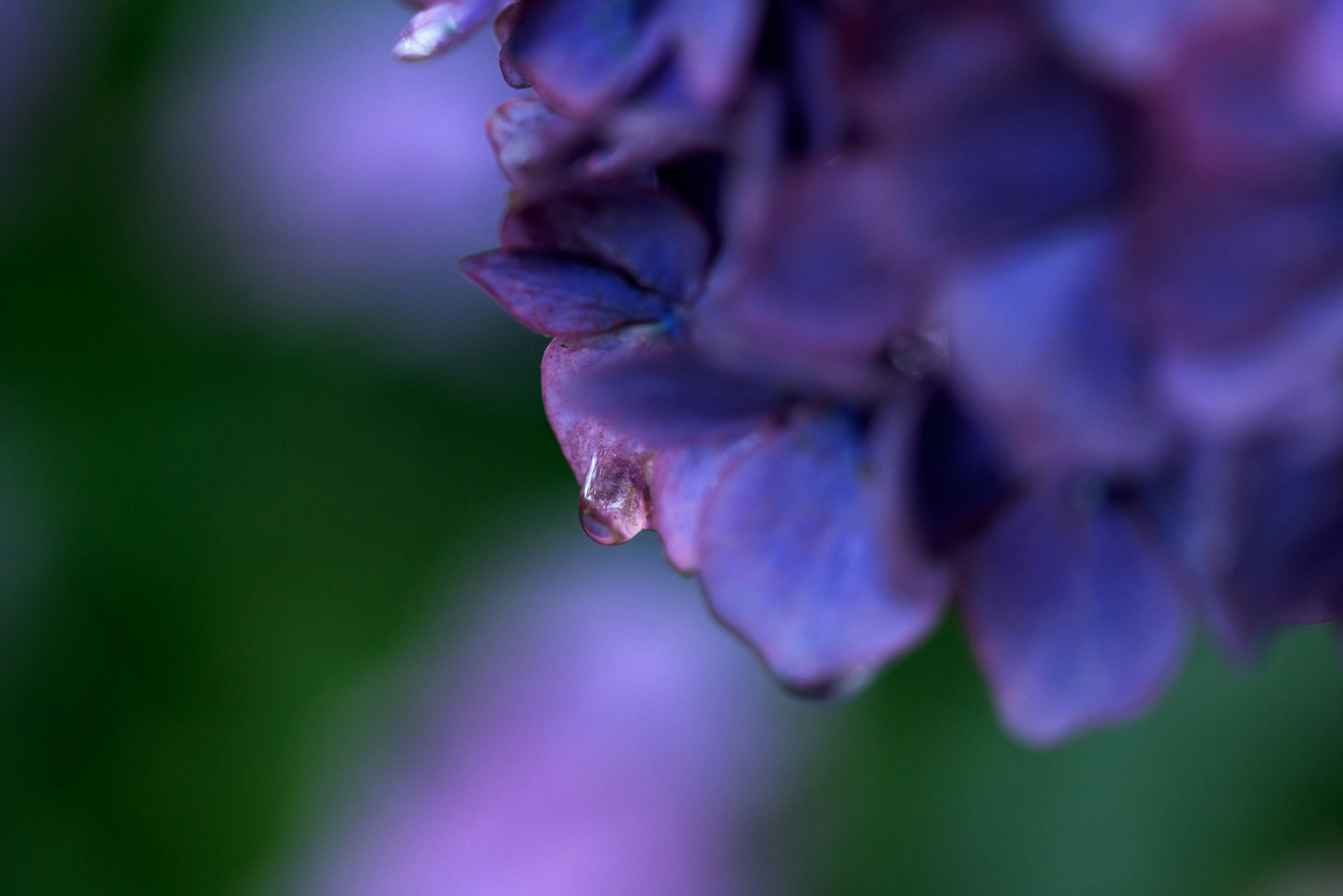 Gros plan de pétales de fleur violette avec une goutte d'eau