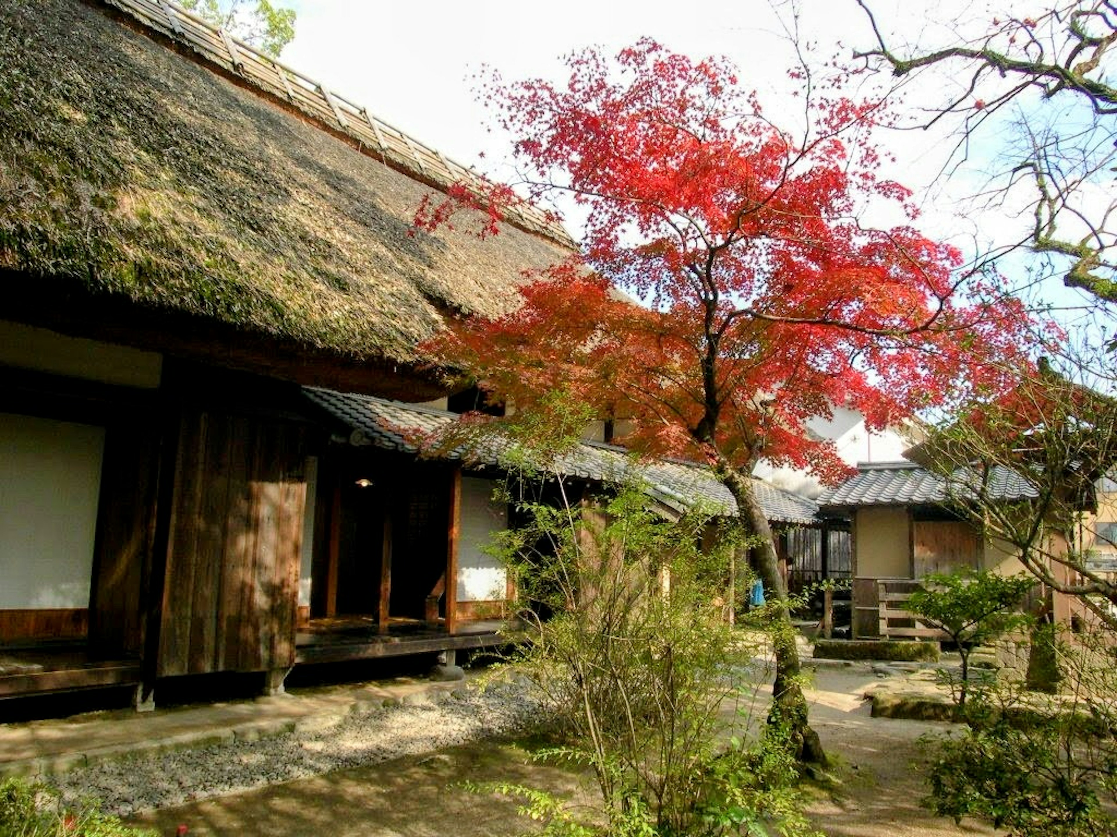 Scenic view of a traditional Japanese house with a red maple tree