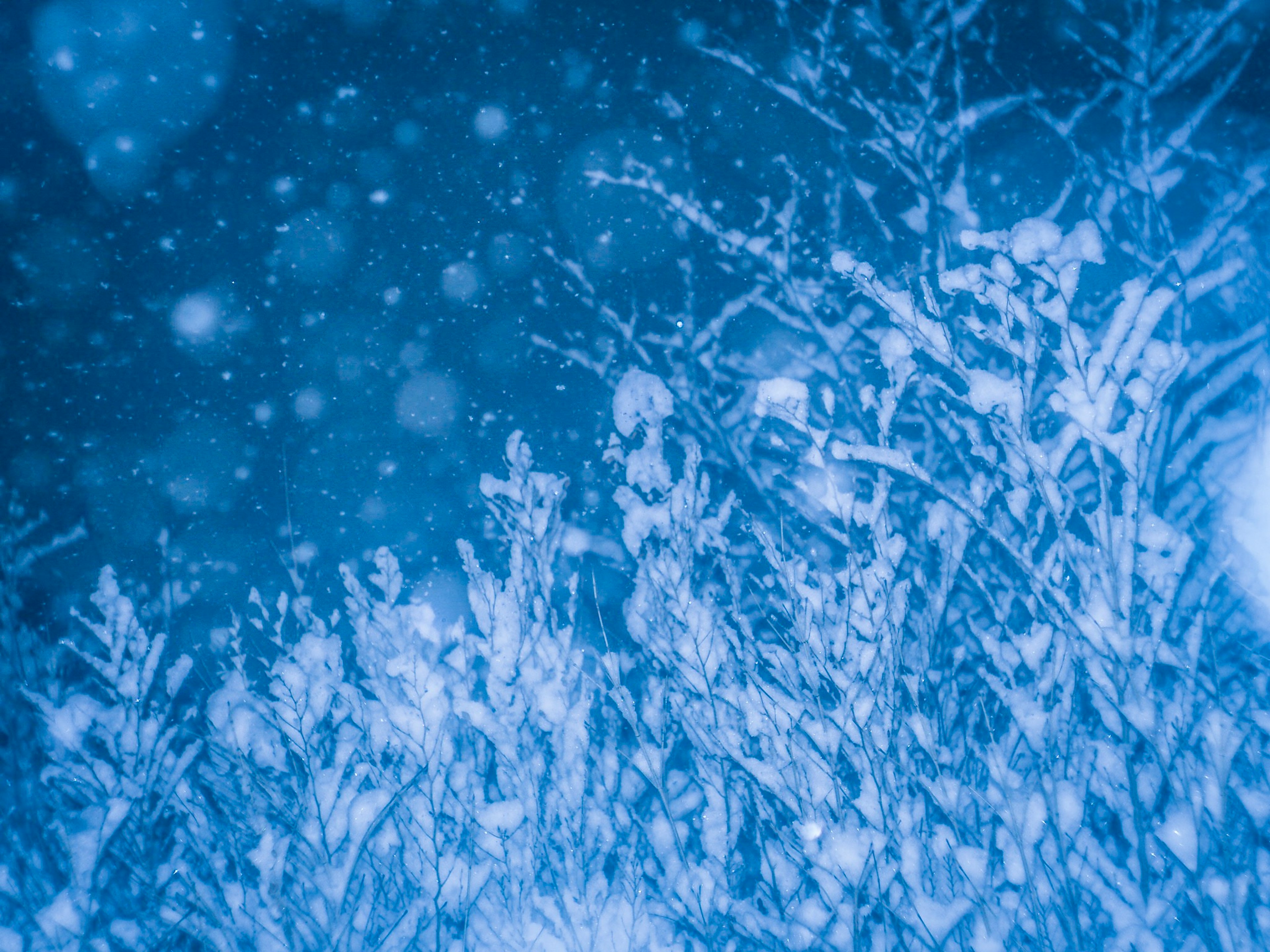 被蓝色雪覆盖的树木背景