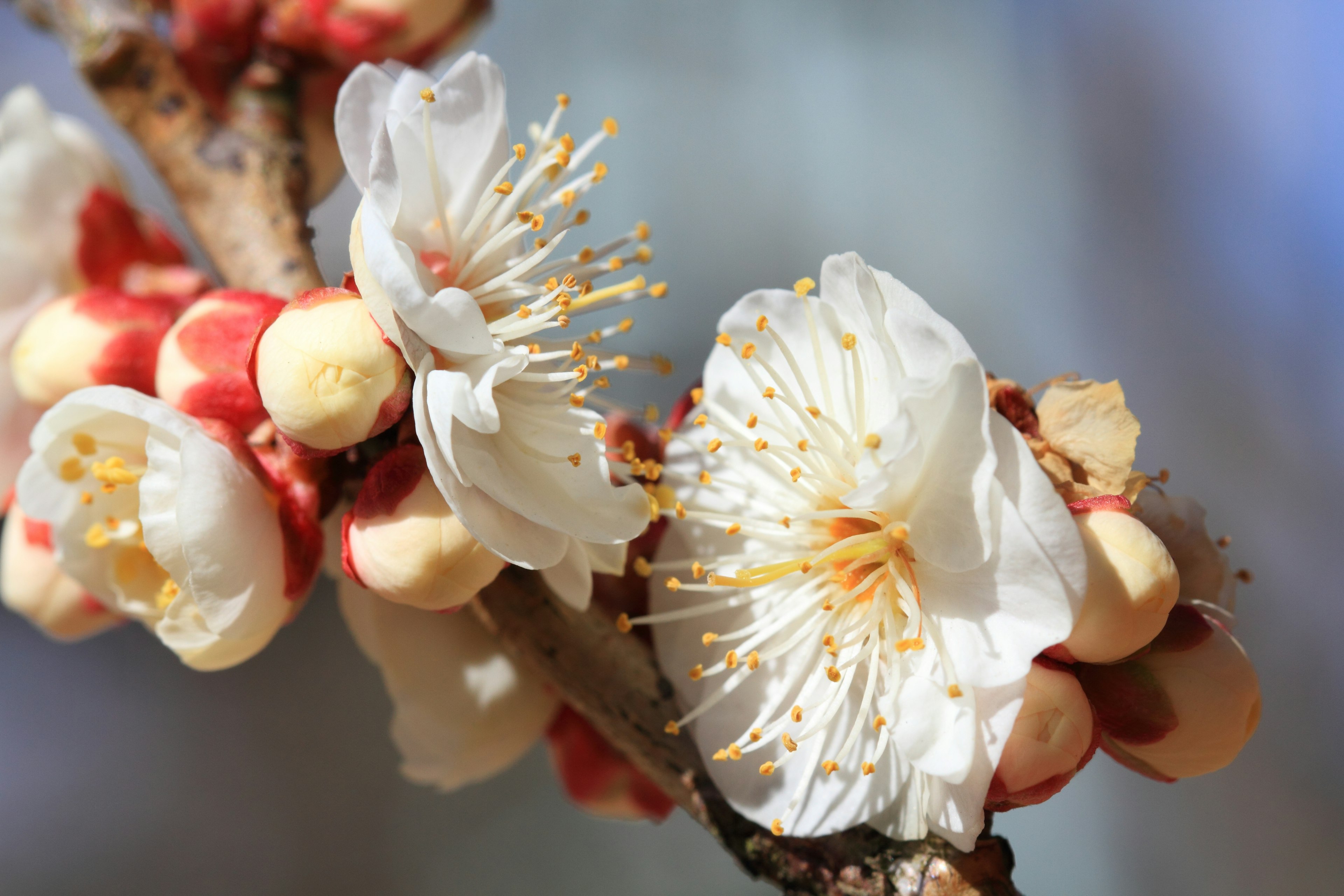 Acercamiento de hermosas flores blancas y brotes en una rama