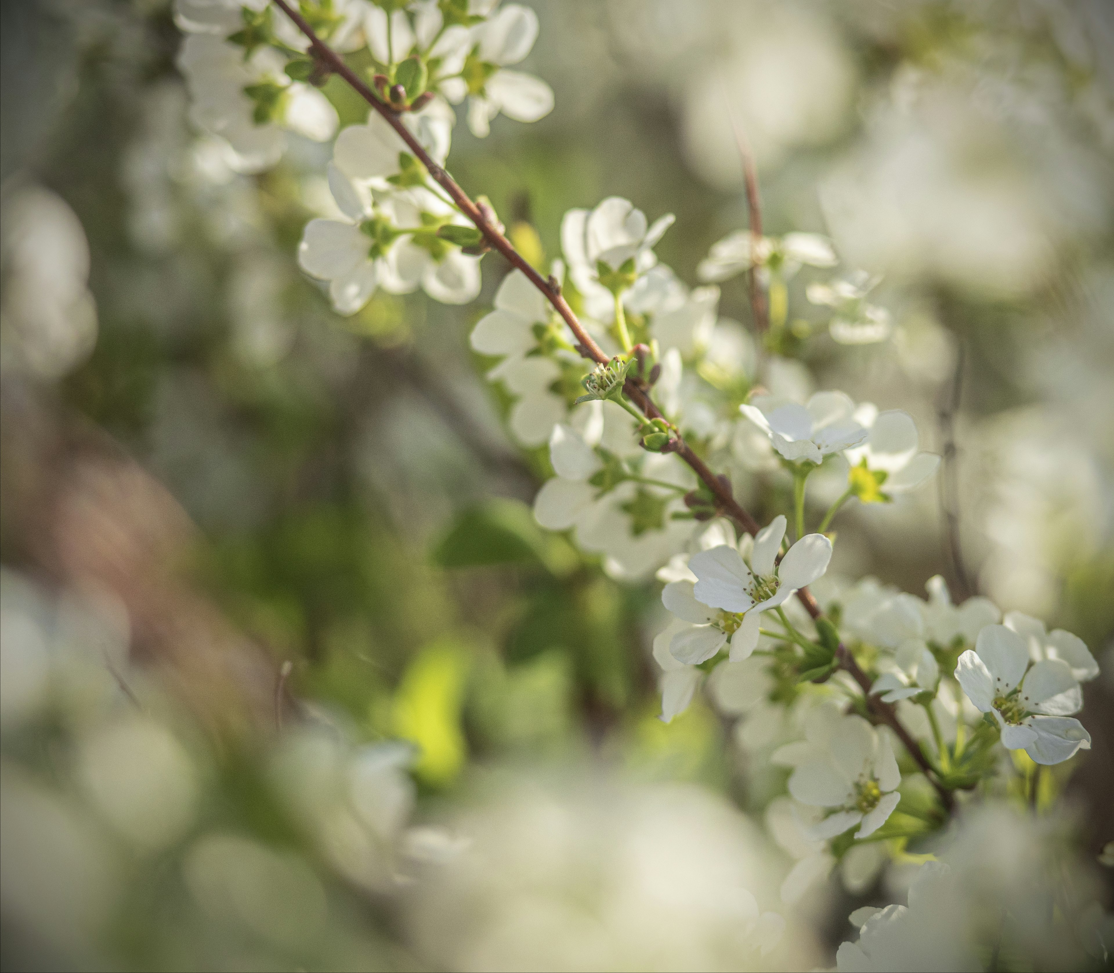 Gros plan d'une branche avec des fleurs blanches entourées de feuillage vert doux