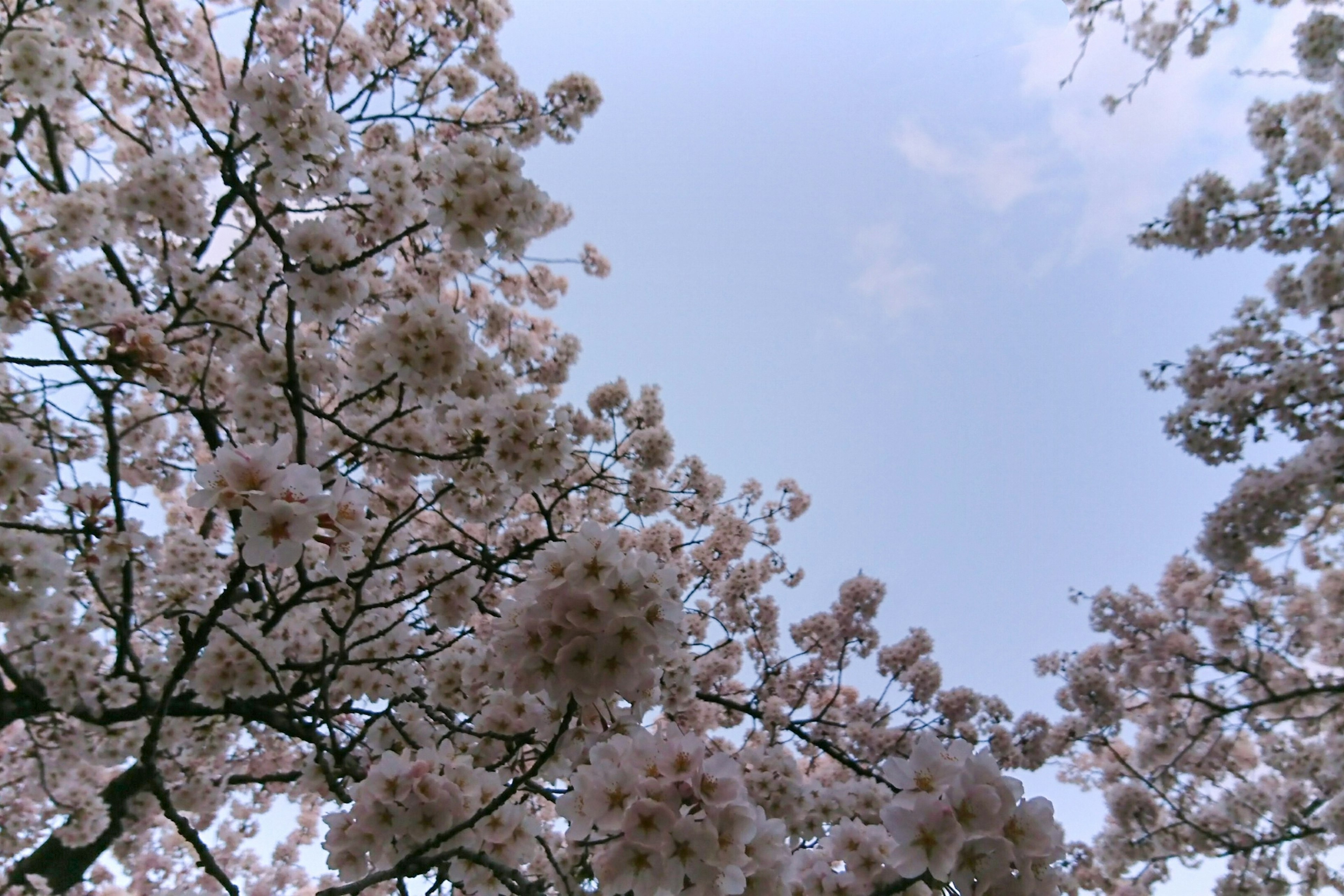 Pemandangan bunga sakura di latar belakang langit biru