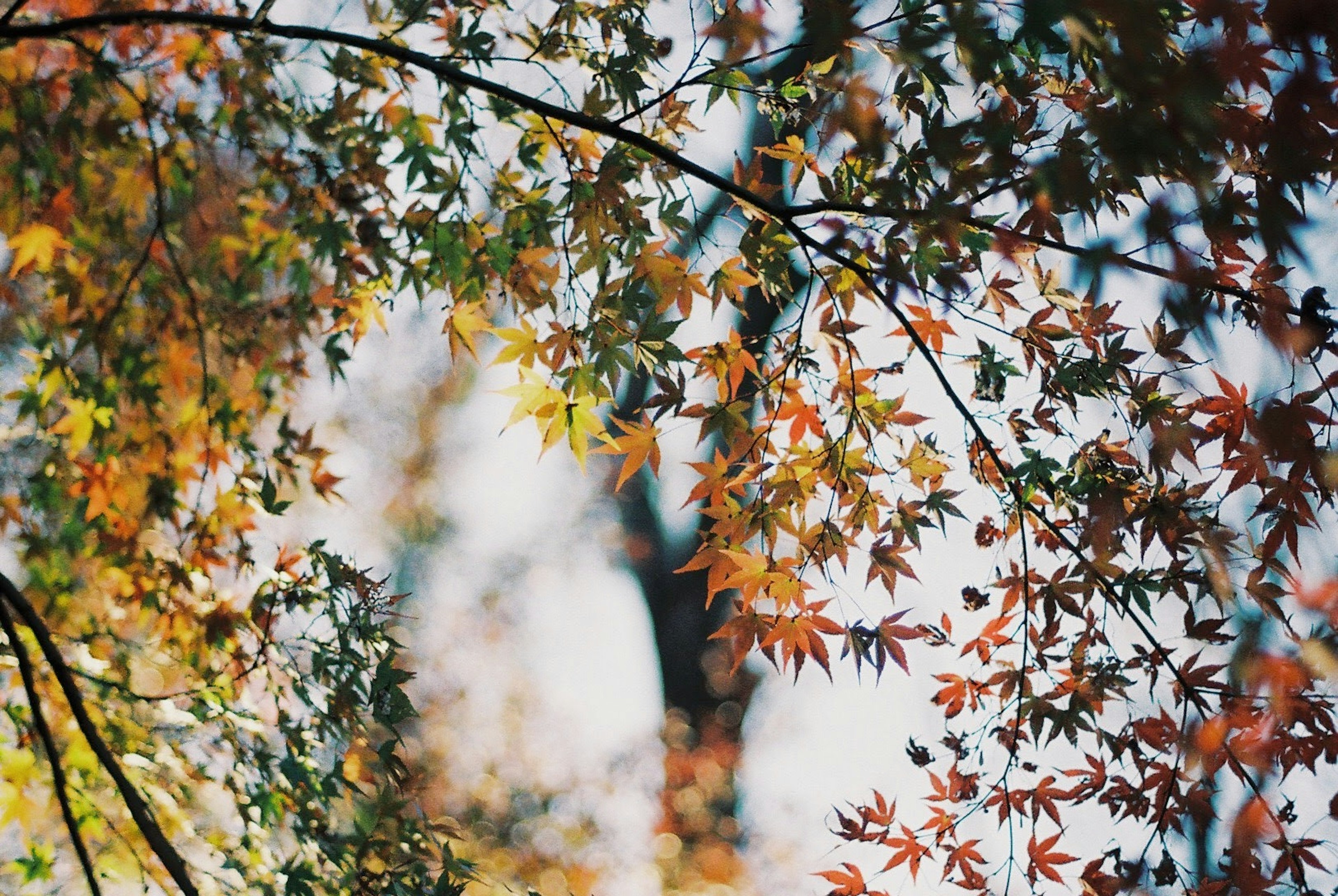 色とりどりの紅葉した葉が青空を背景に見える