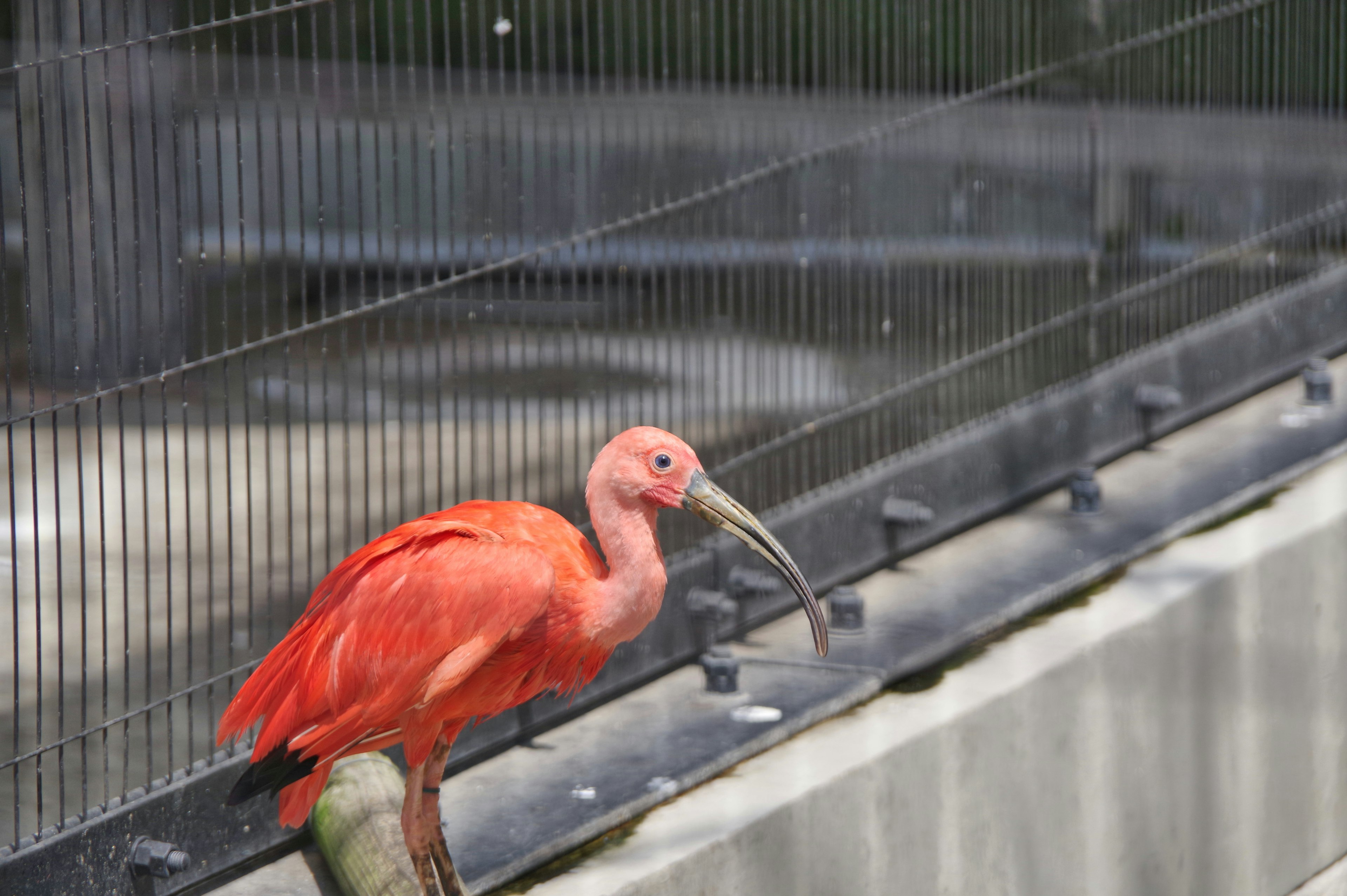 A vibrant red ibis perched near a fence