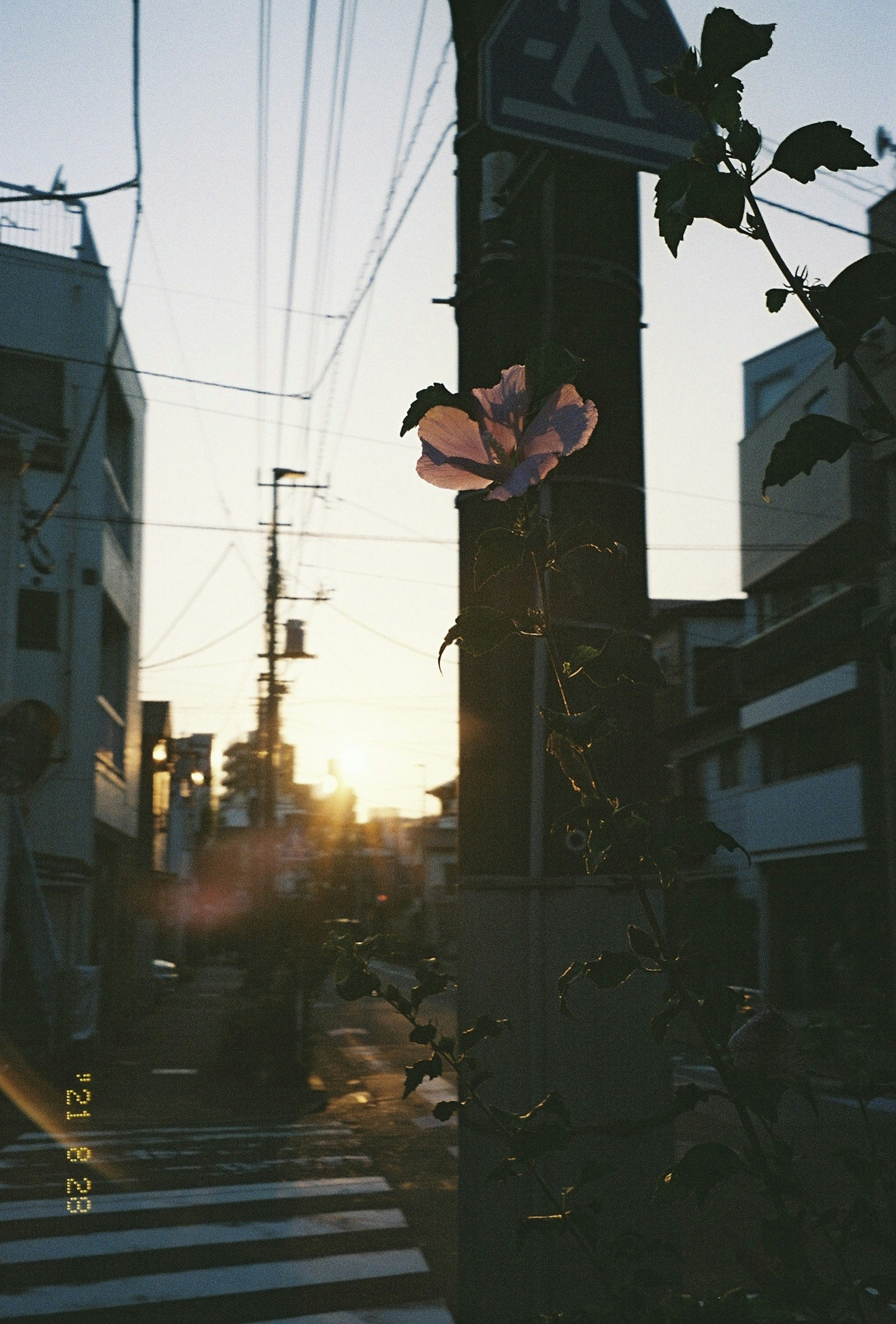 在日落城市景觀下綻放的花朵