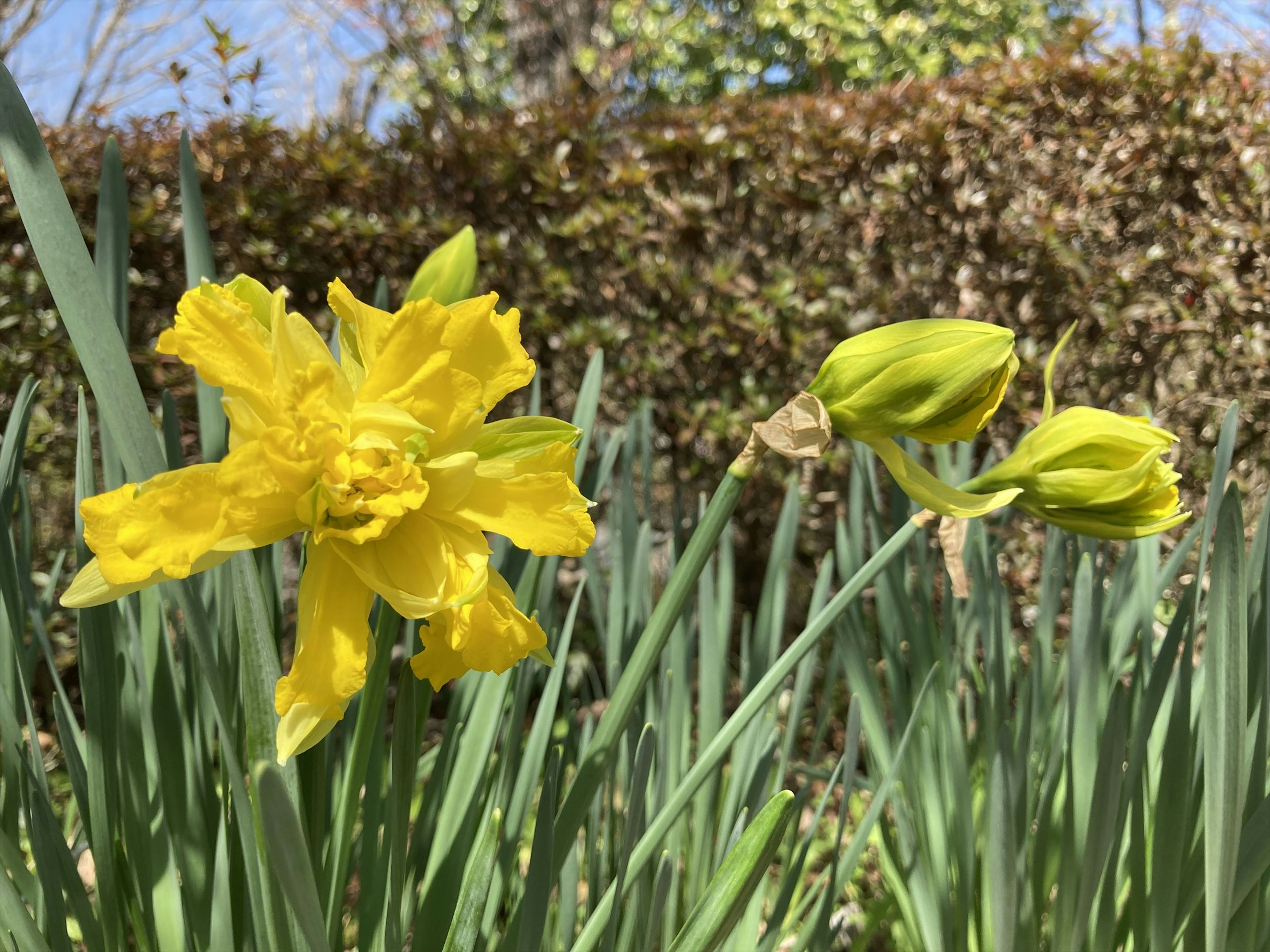 花園場景，盛開的明亮黃色水仙花和花苞