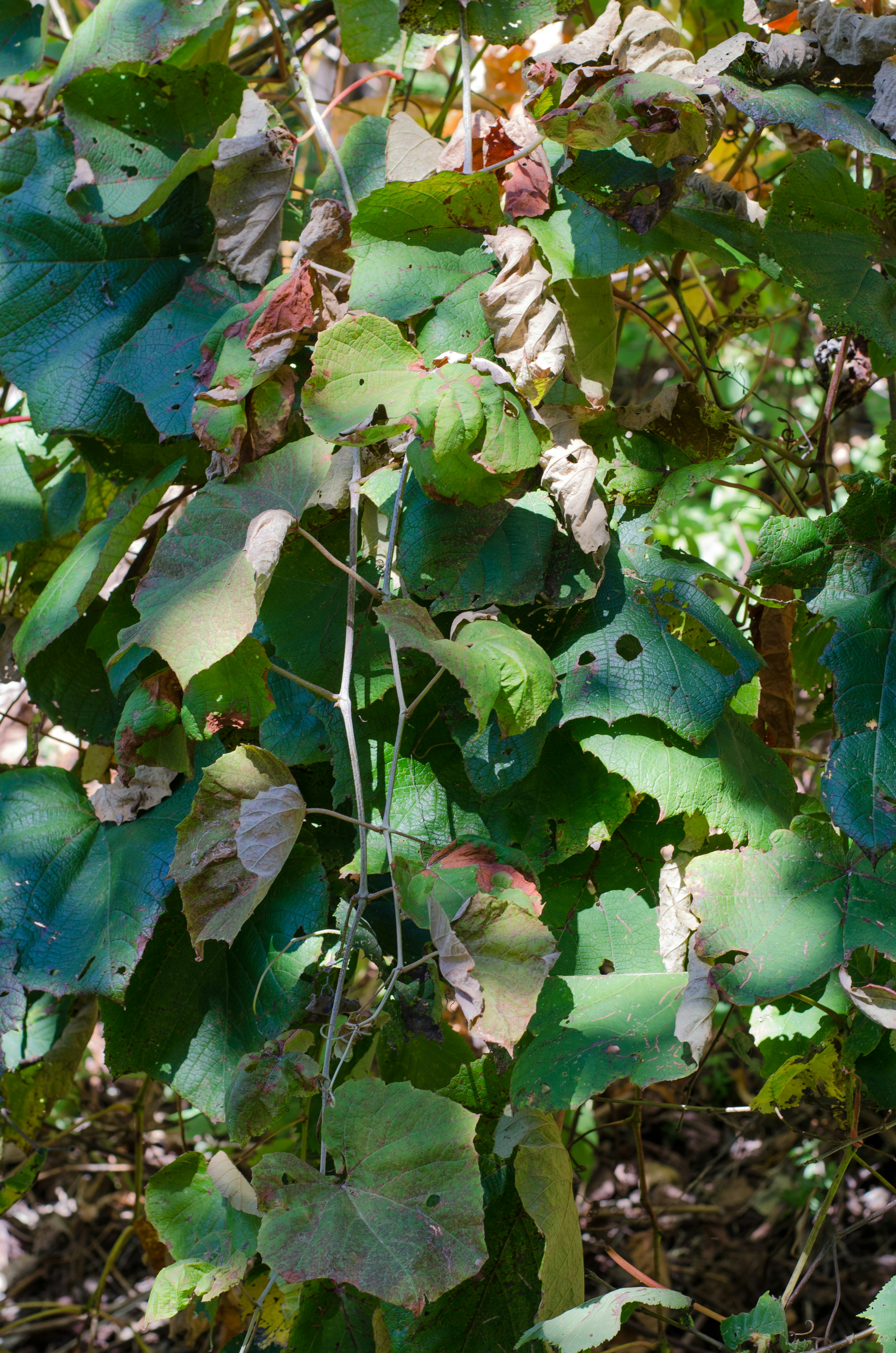 Dense green leaves of a plant with holes in them