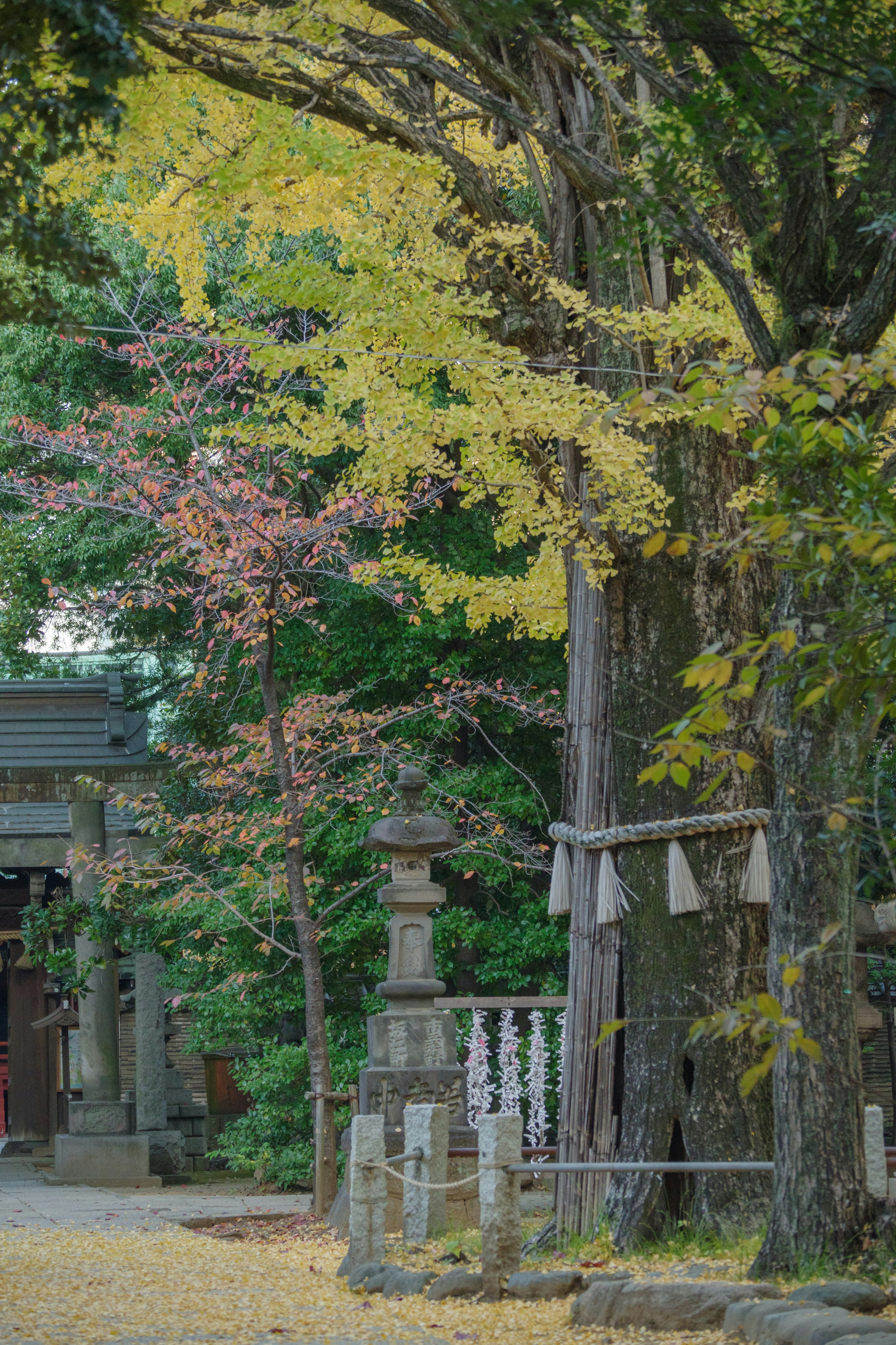 Scenic view of a shrine with vibrant yellow and green leaves